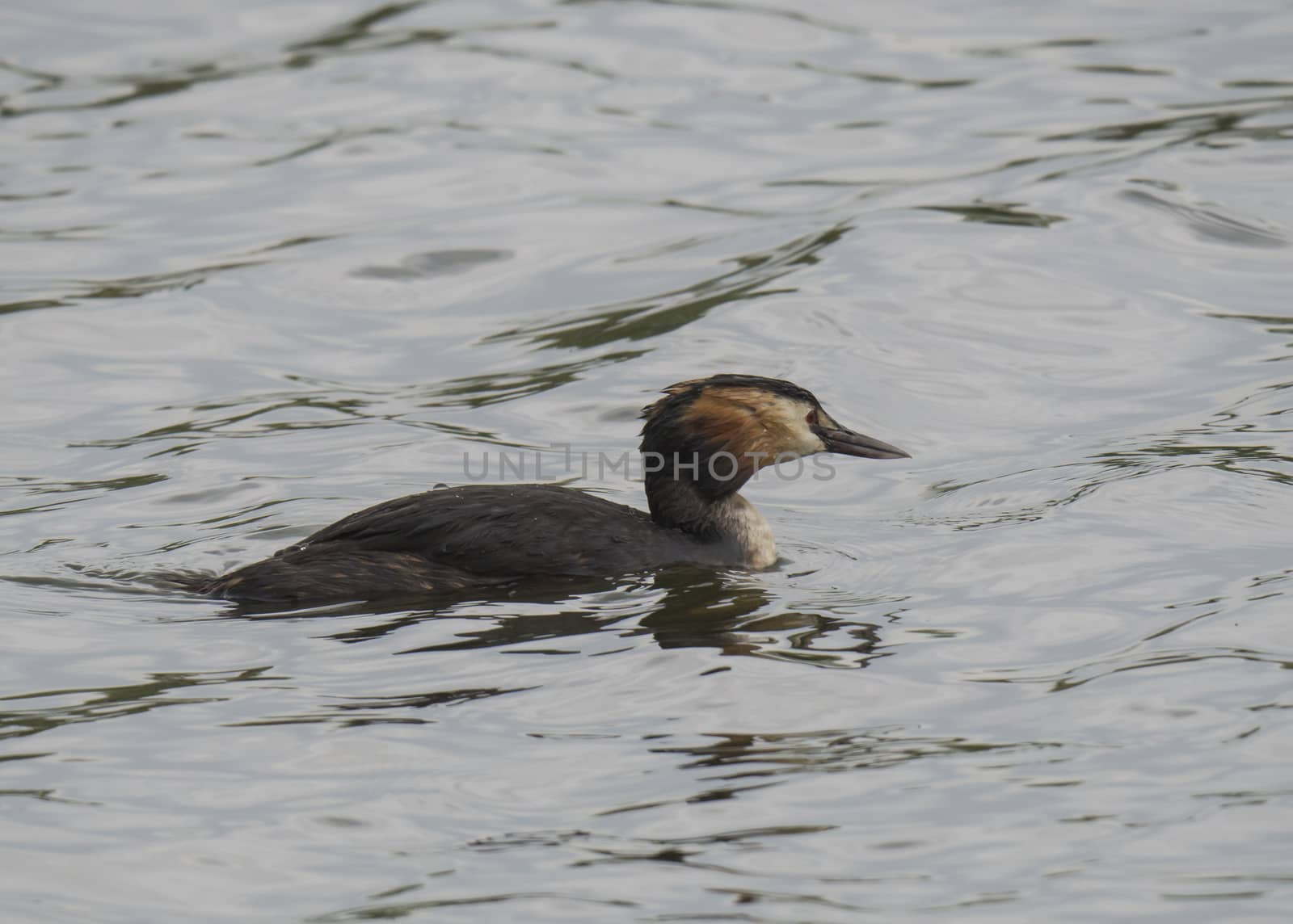 close up great crested grebe, Podiceps cristatus swimming on clear green lake, copy space