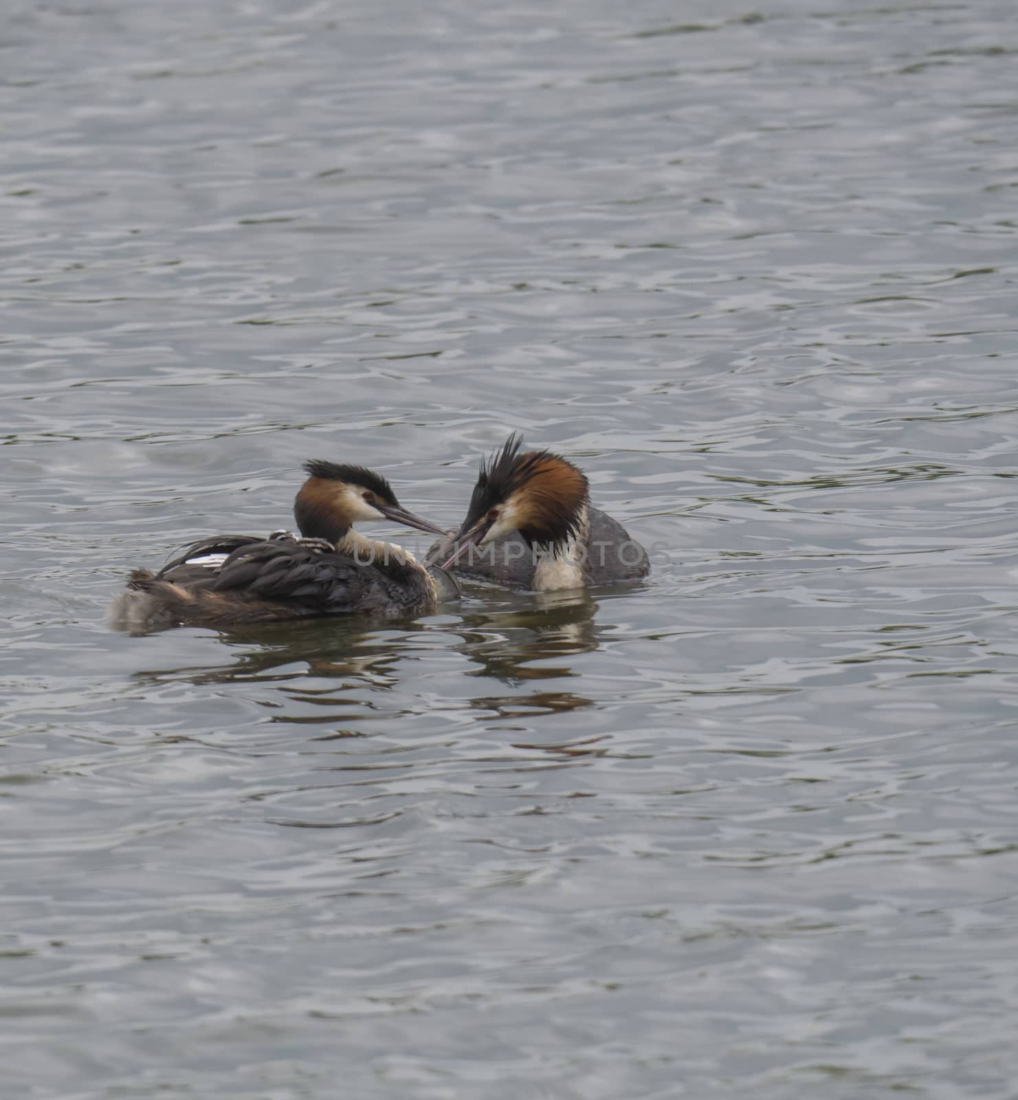 close up couple of great crested grebe feeding their young with fish Podiceps cristatus family on clear blue lake.