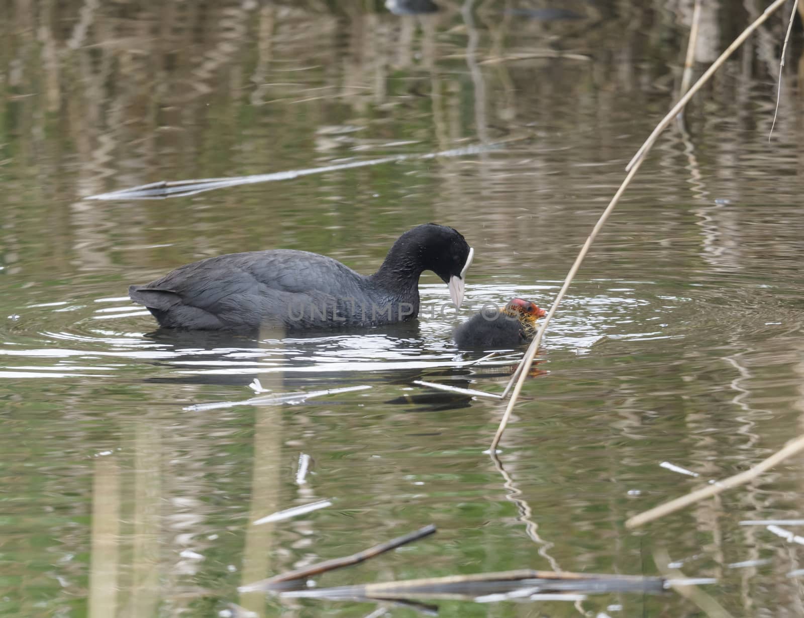 Close up portrait of Eurasian coot Fulica atra, also known as the common coot with swimming in the water of green pond with reeds. by Henkeova