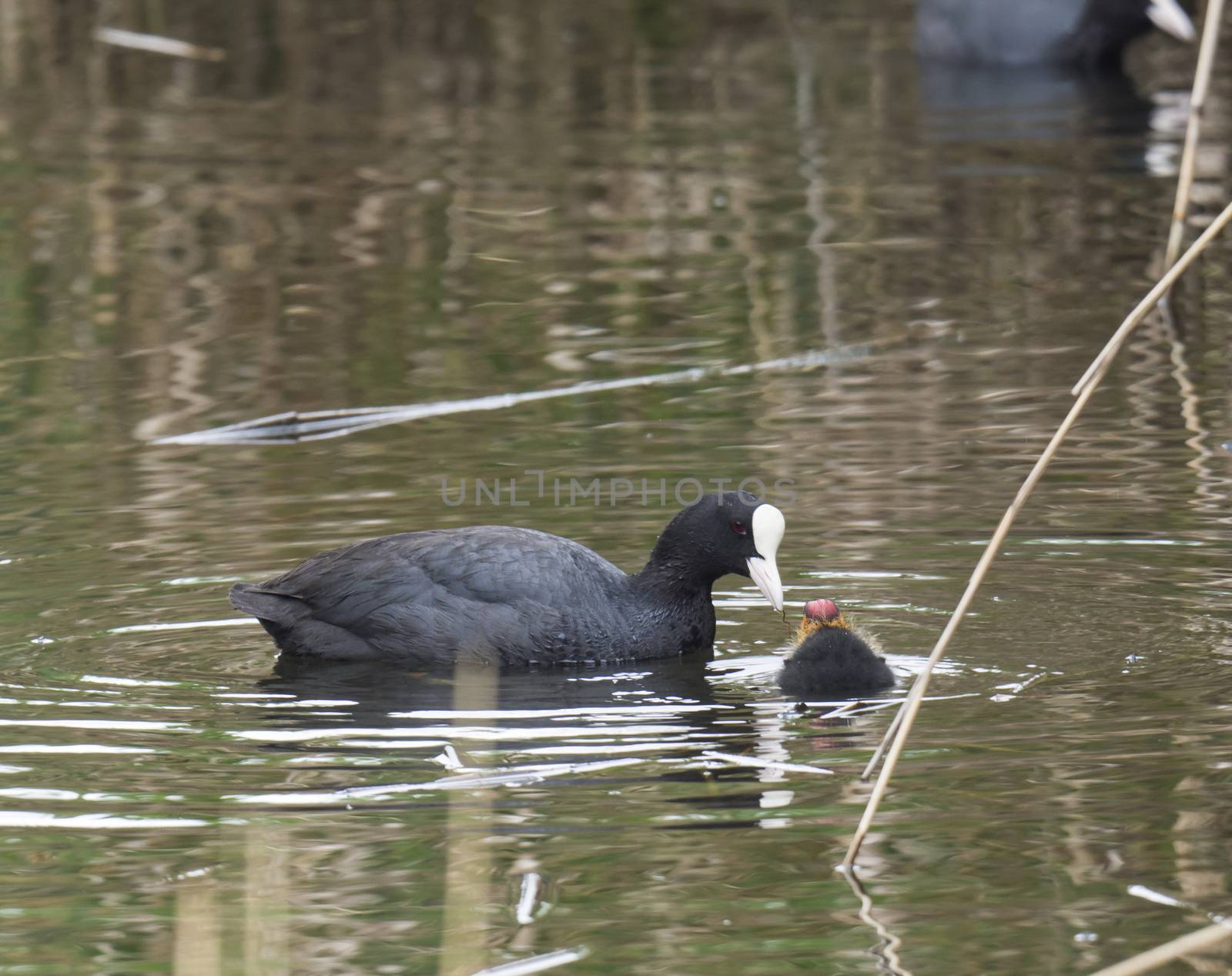 Close up portrait of Eurasian coot Fulica atra, also known as the common coot with swimming in the water of green pond with reeds