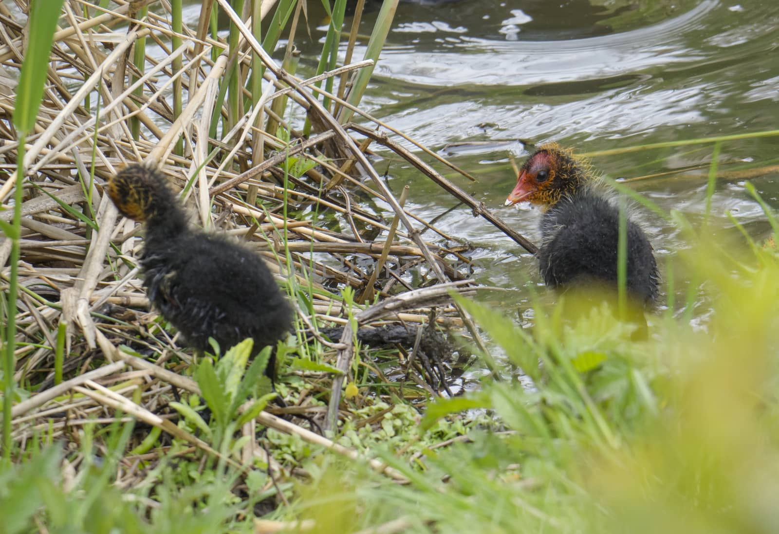 Close up portrait of two cute duclings, baby chickens of Eurasian coot Fulica atra, also known as the common coot with hiding in reeds of green pond water, selective focus by Henkeova