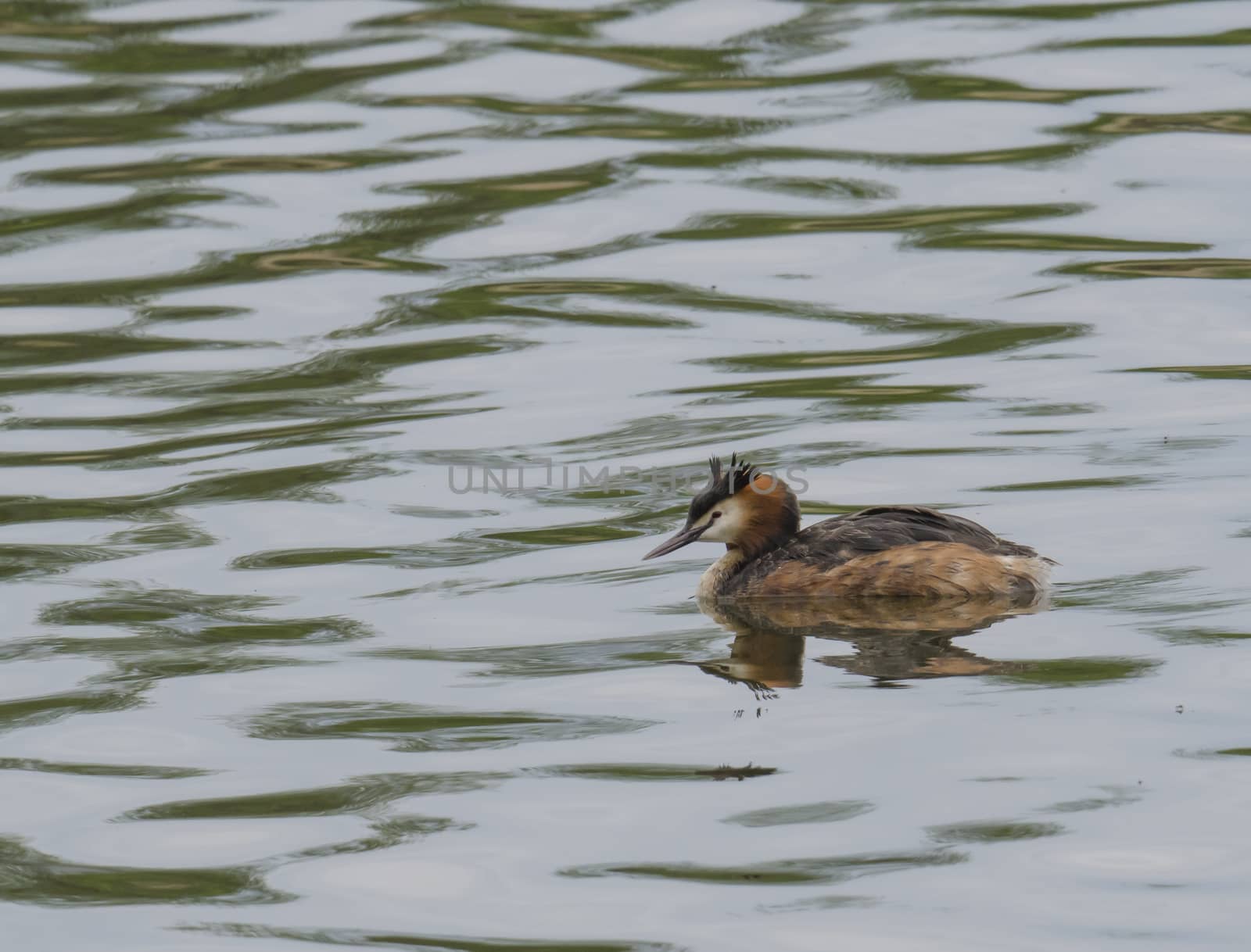 close up great crested grebe, Podiceps cristatus swimming on clear green lake, copy space