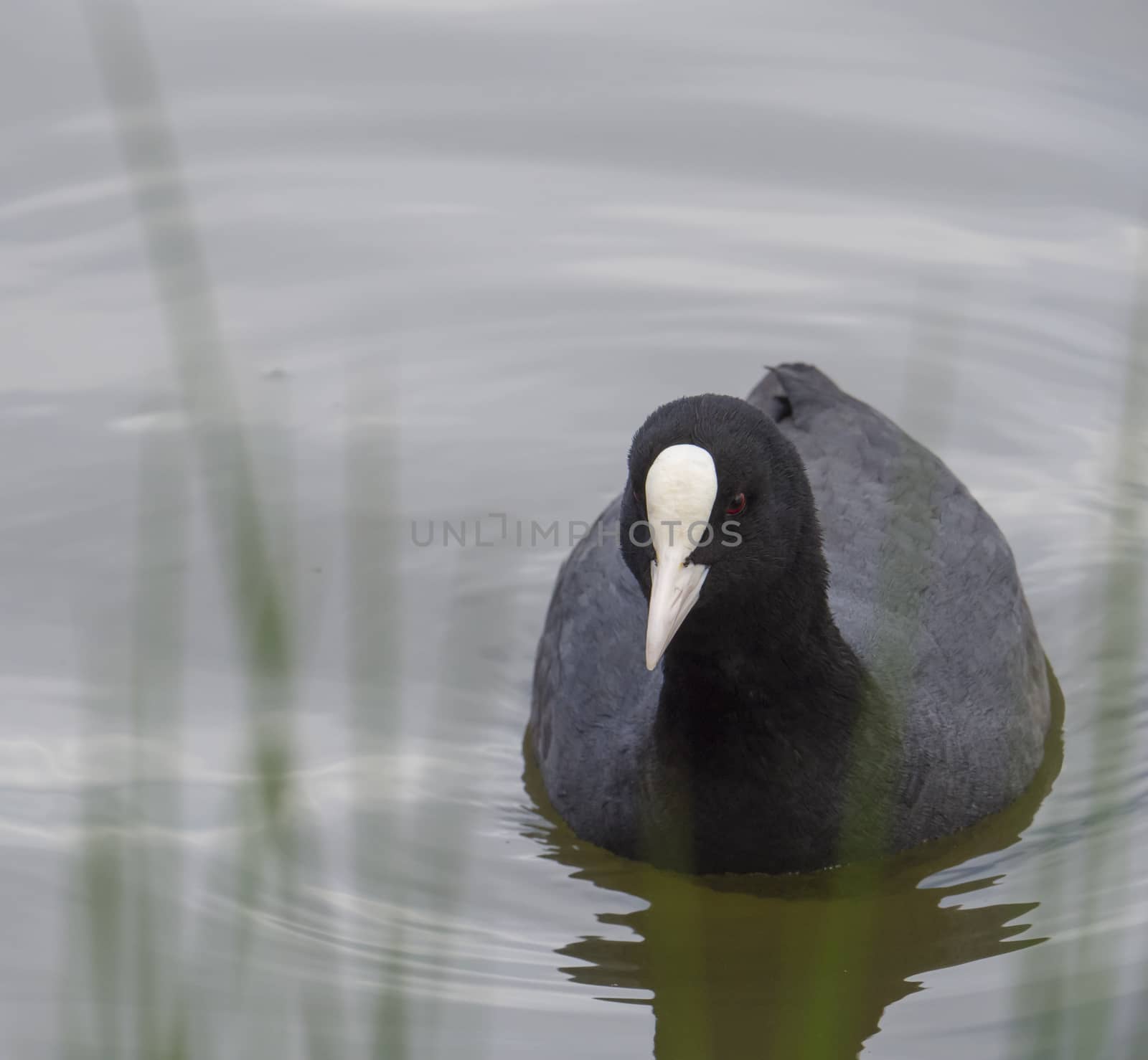 Close up Eurasian coot Fulica atra, also known as the common coot with swimming in the water of green pond.