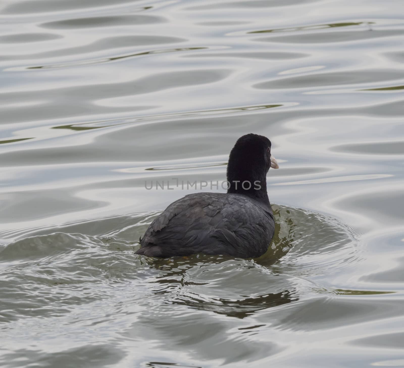 Close up Eurasian coot Fulica atra, also known as the common coot with swimming in the water of green pond.