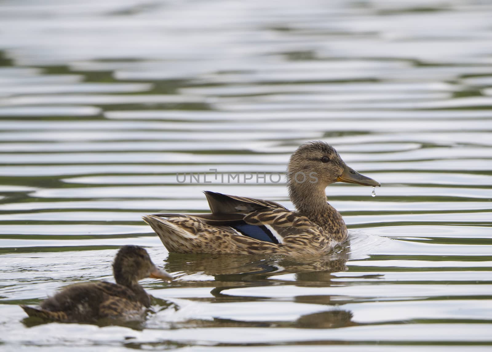 Close up Wild Female Mallard duck, wingeon, with young duckling. Anas platyrhynchos leaving the water hiding in reeds. Beauty in nature. Spring time. Birds swimming on the lake.