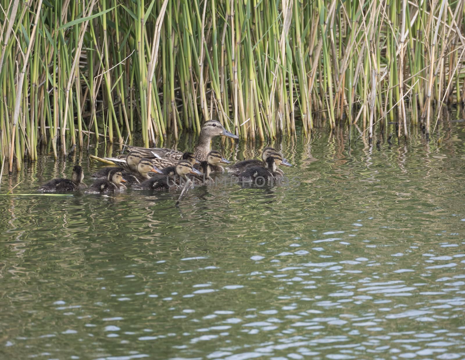 Wild Female Mallard duck with youngs ducklings. Anas platyrhynchos in the water. Beauty in nature. Spring time. Birds swimming on lake with reeds. Young ones