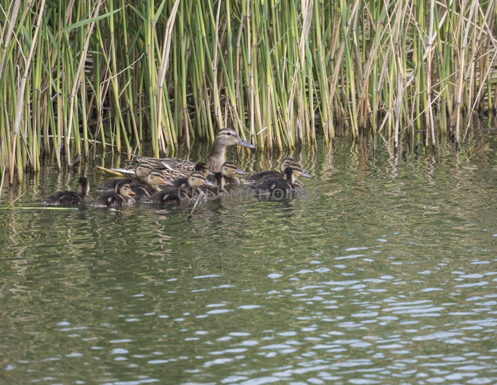 Wild Female Mallard duck with youngs ducklings. Anas platyrhynchos in the water. Beauty in nature. Spring time. Birds swimming on lake with reeds. Young ones. by Henkeova