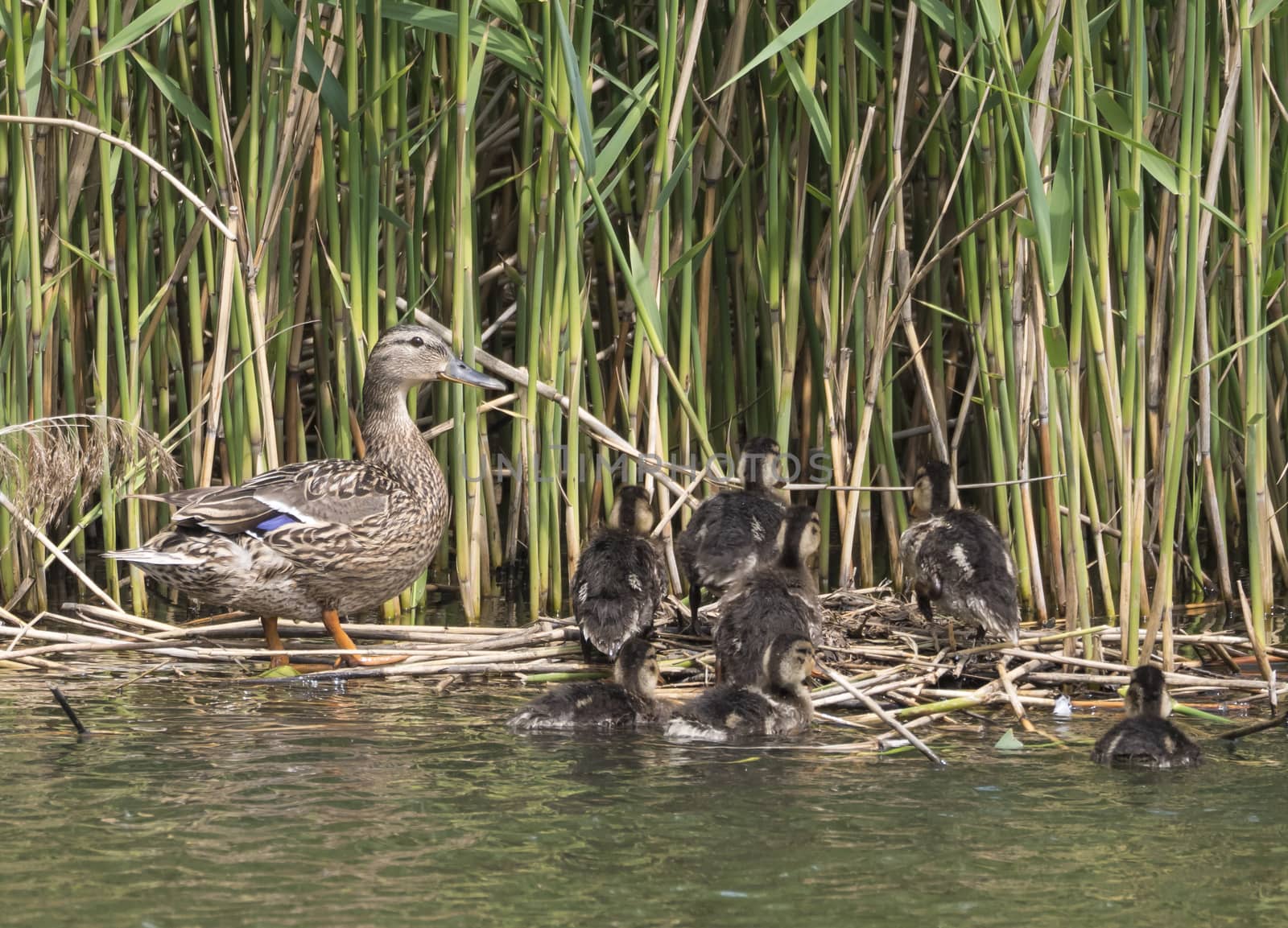Wild Female Mallard duck with youngs ducklings. Anas platyrhynchos leaving the water hiding in reeds. Beauty in nature. Spring time. Birds swimming on lake. Young ones. by Henkeova
