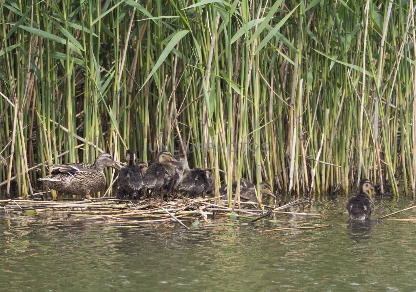 Wild Female Mallard duck with youngs ducklings. Anas platyrhynchos leaving the water hiding in reeds. Beauty in nature. Spring time. Birds swimming on lake. Young ones