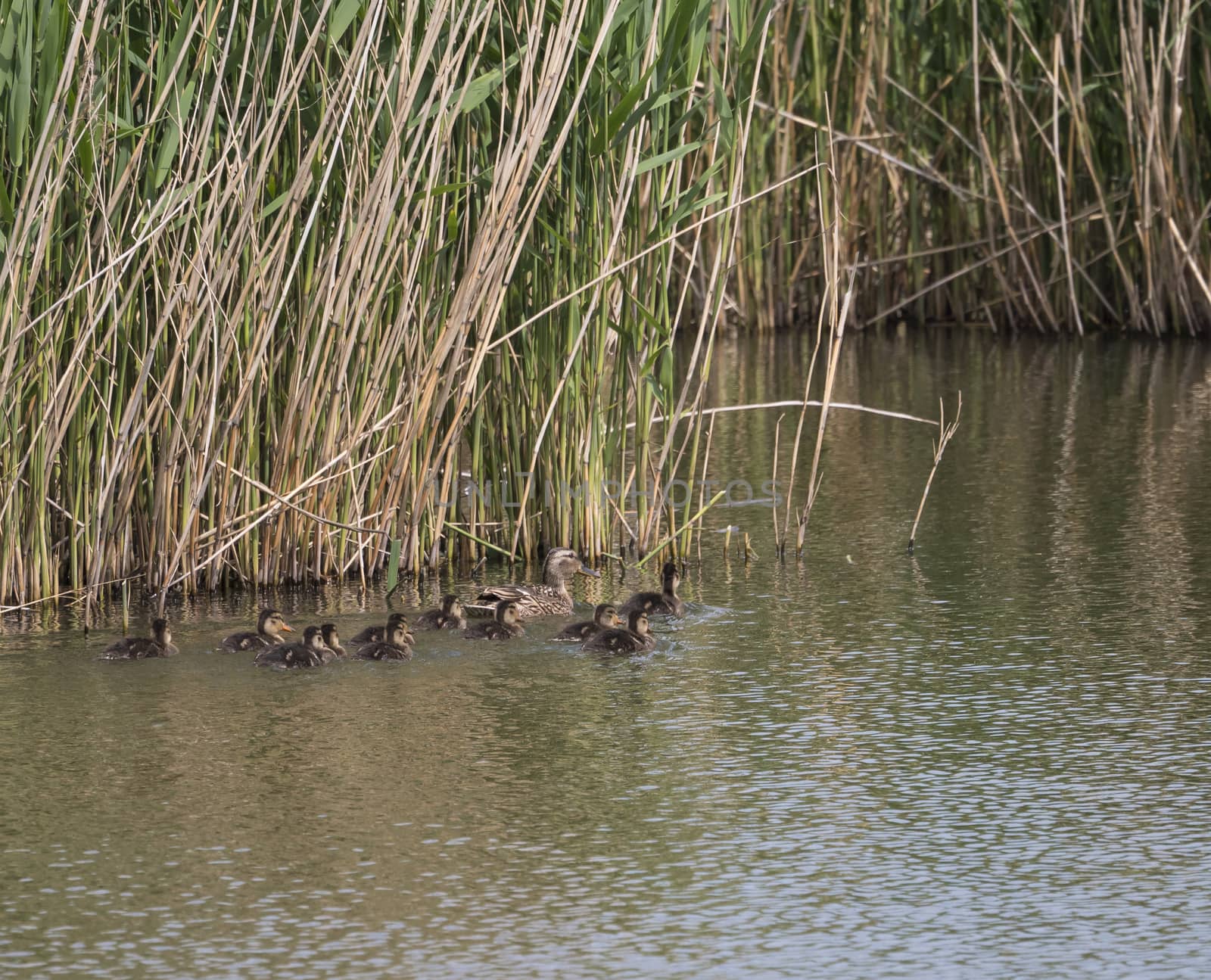 Wild Female Mallard duck with youngs ducklings. Anas platyrhynchos leaving the water hiding in reeds. Beauty in nature. Spring time. Birds swimming on lake. Young ones. by Henkeova