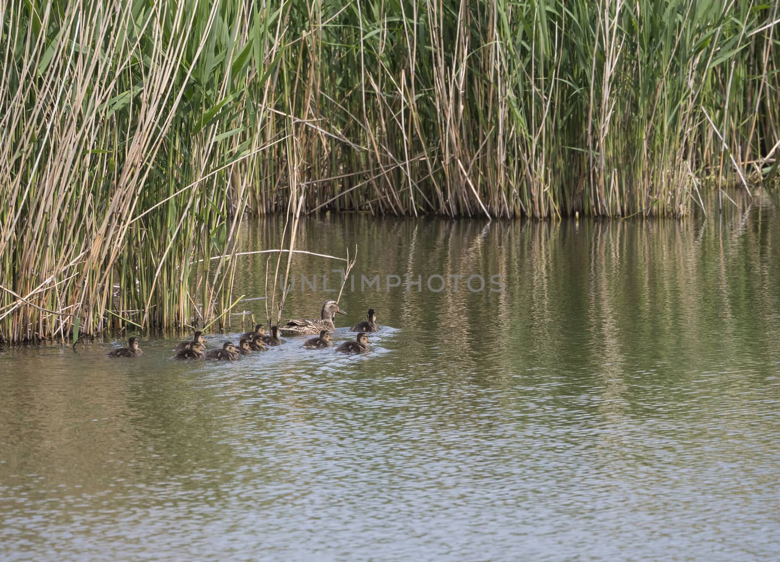 Wild Female Mallard duck with youngs ducklings. Anas platyrhynchos leaving the water hiding in reeds. Beauty in nature. Spring time. Birds swimming on lake. Young ones. by Henkeova