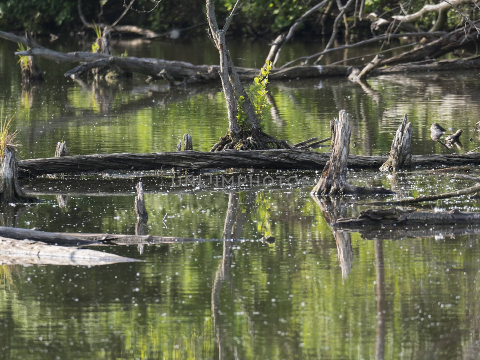 water surface o swamp green lake with dry logs, trunk and trees , spring marchland water landscape, golden hour by Henkeova