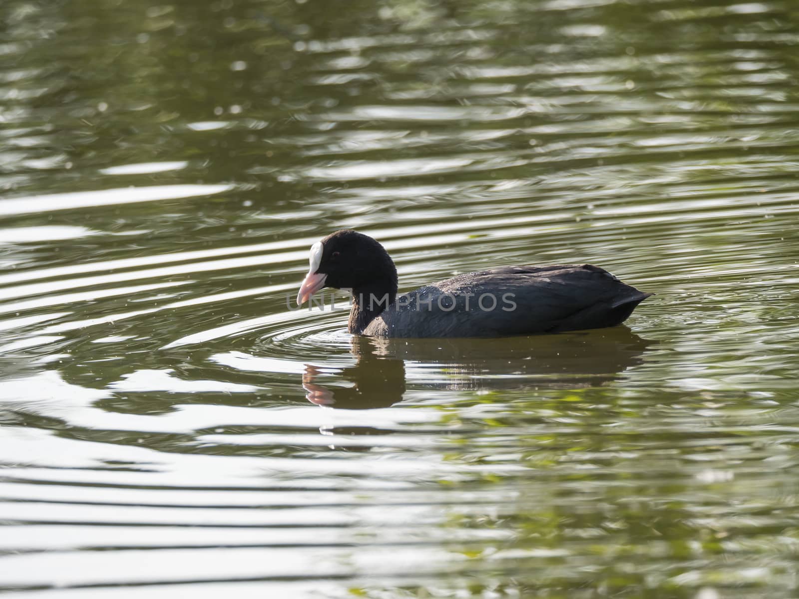 Close up portrait of Eurasian coot Fulica atra, also known as the common coot with swimming in the water of green pond, focus on eye. by Henkeova