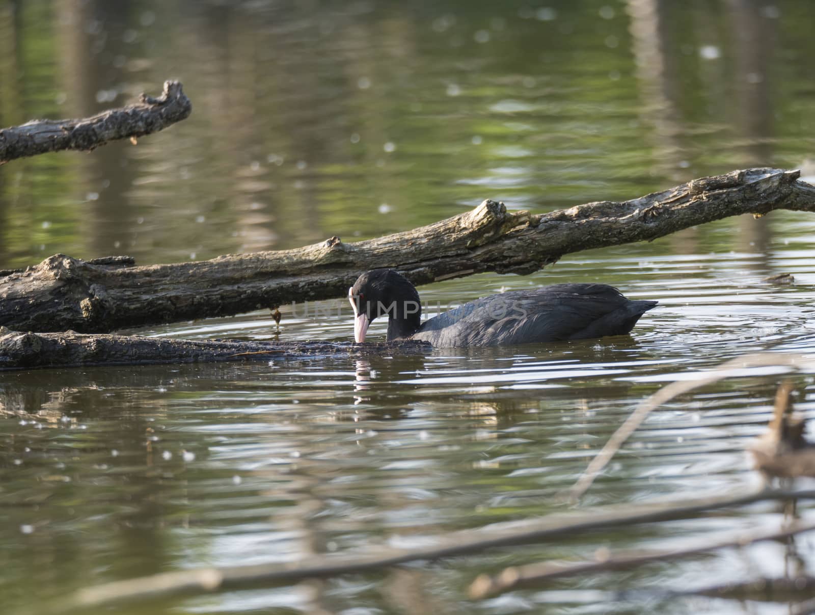 Eurasian coot Fulica atra, also known as the common coot swimming in the water of green pond with tree trunk and logs. by Henkeova