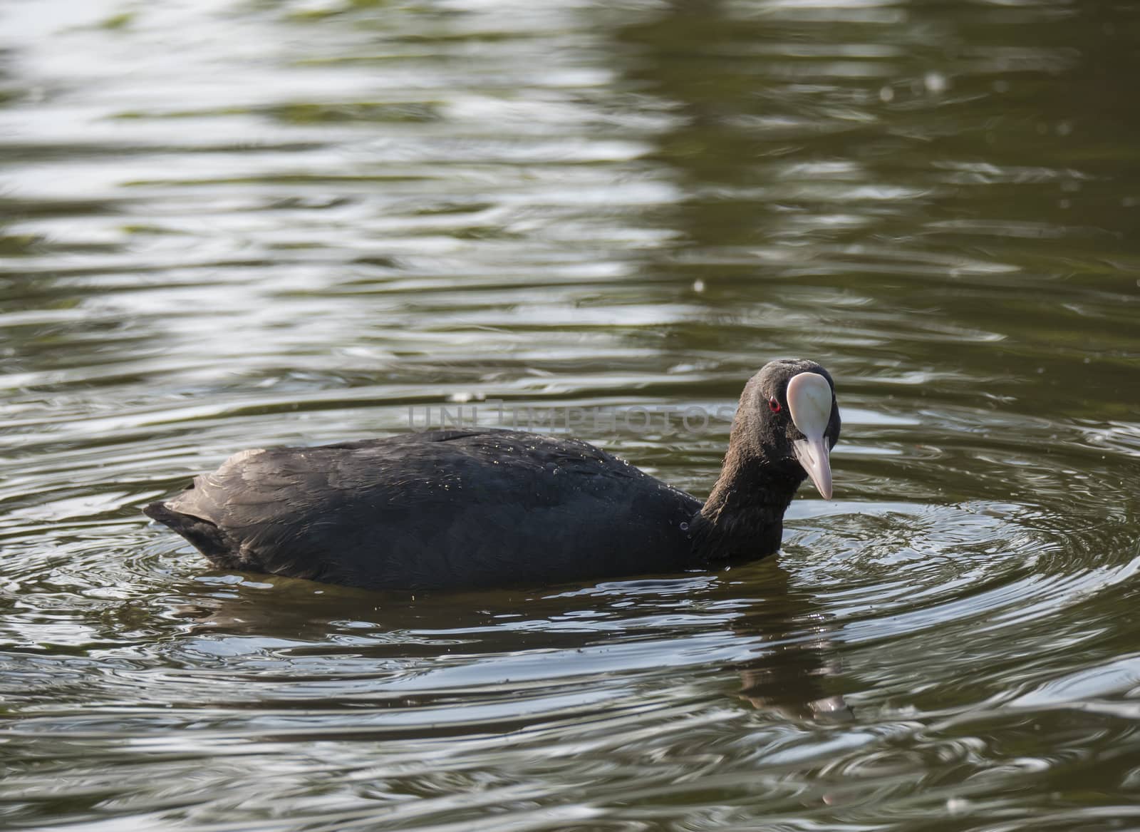 Close up portrait of Eurasian coot Fulica atra, also known as the common coot with swimming in the water of green pond, focus on eye. by Henkeova