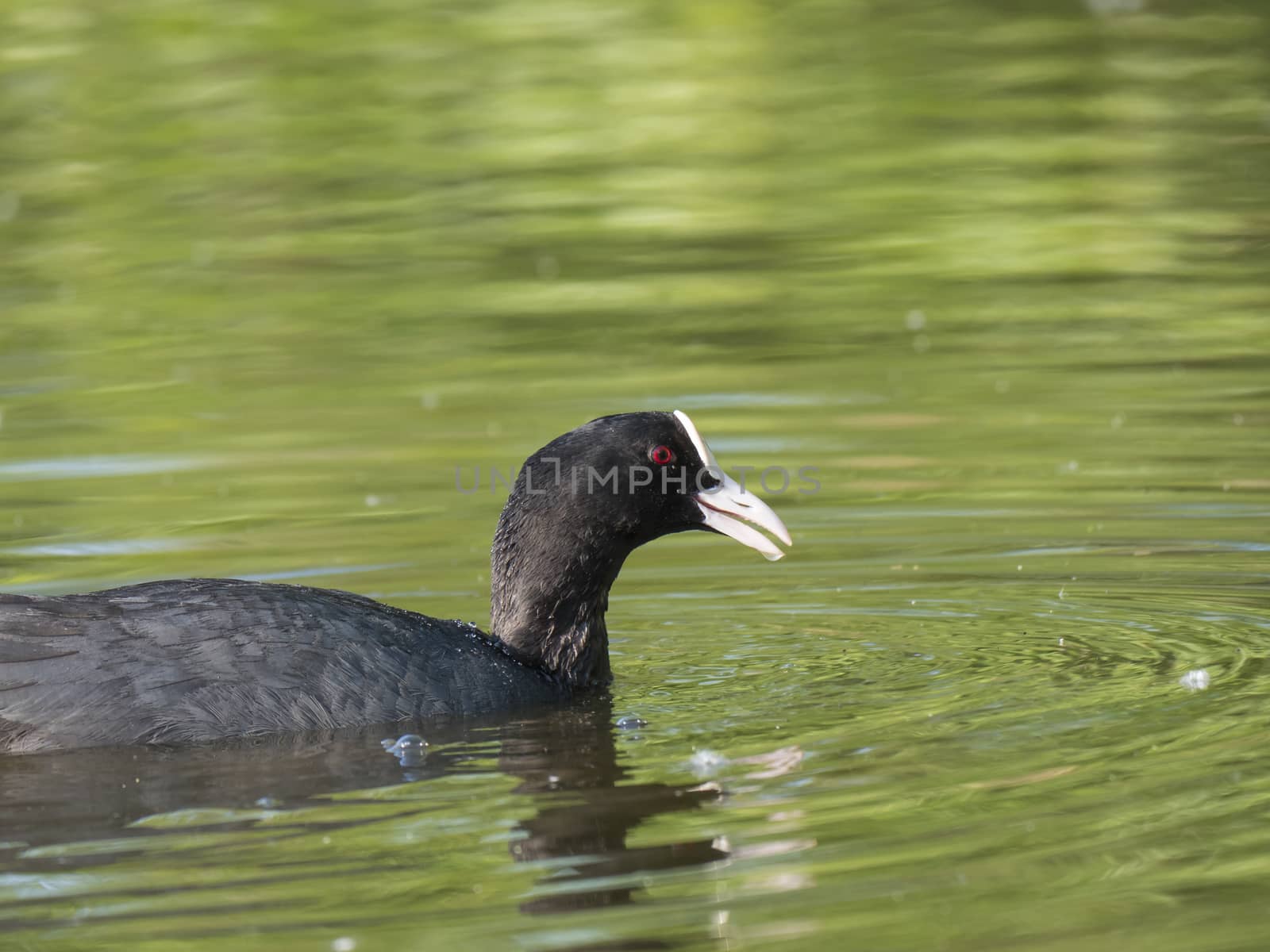 Close up portrait of Eurasian coot Fulica atra, also known as the common coot with swimming in the water of green pond, focus on eye. by Henkeova