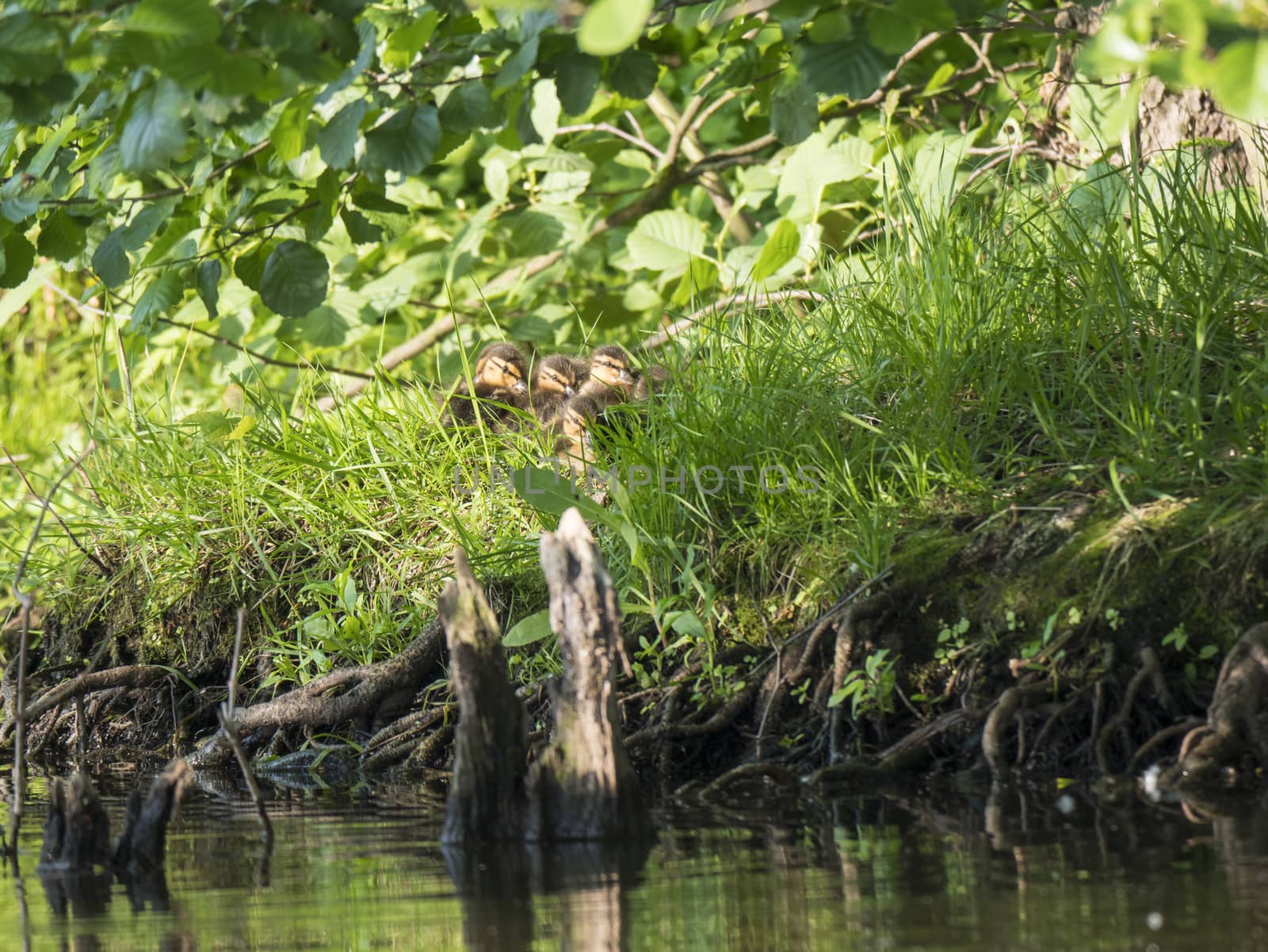 Youngs ducklings of Wild Mallard duck Anas platyrhynchos. Beauty in nature. Spring time golden hour. Birds hiding in grass. Young ones.