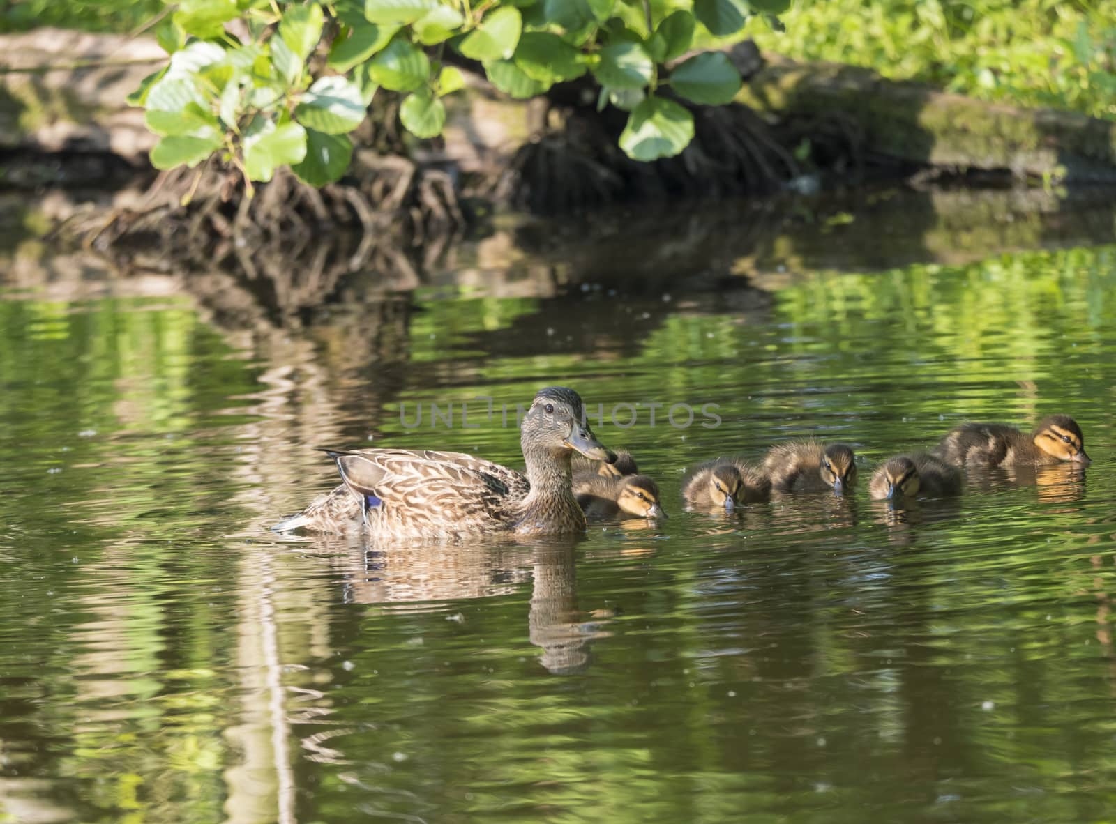 Wild Female Mallard duck with youngs ducklings. Anas platyrhynchos. Beauty in nature. Spring time golden hour. Birds swimming on lake. Young ones