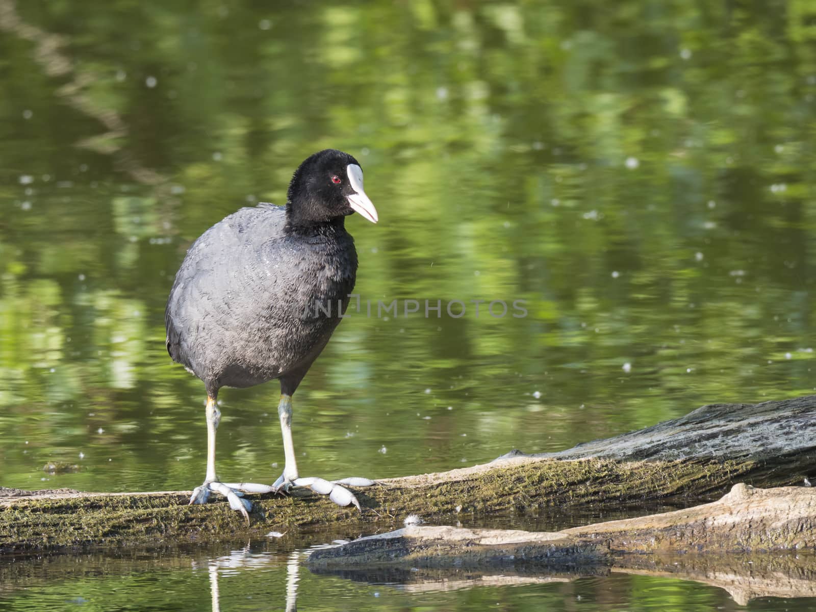 Close up portrait of Eurasian coot Fulica atra, also known as the common coot standing on tree log in water of green pond, selective focus, copy space.