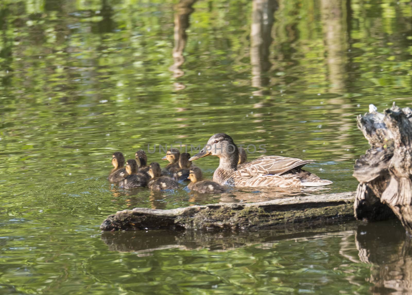 Wild Female Mallard duck with youngs ducklings. Anas platyrhynchos. Beauty in nature. Spring time golden hour. Birds swimming on green lake. Young ones