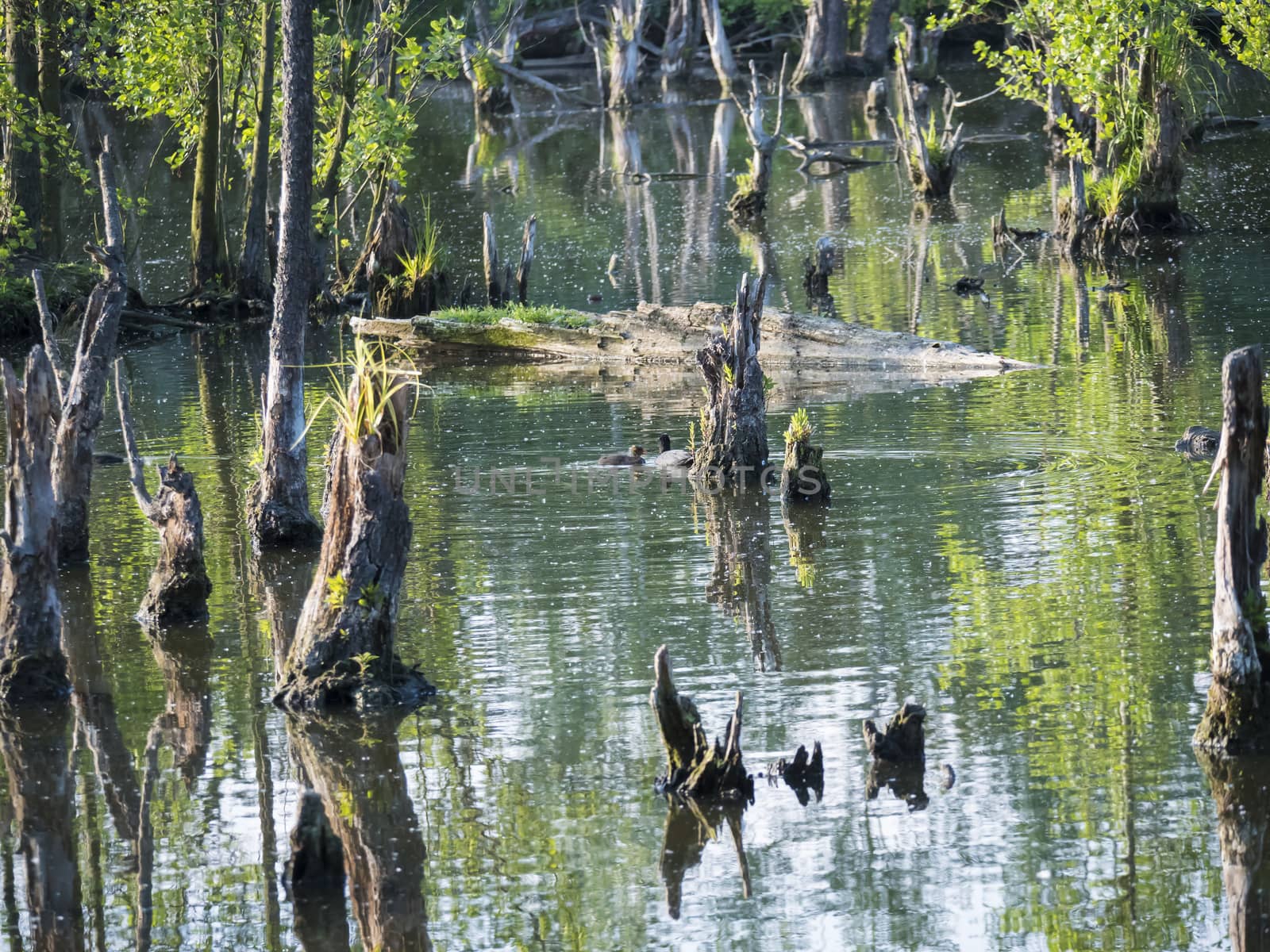 water surface o swamp green lake with dry logs, trunk and trees , spring marchland water landscape, golden hour by Henkeova