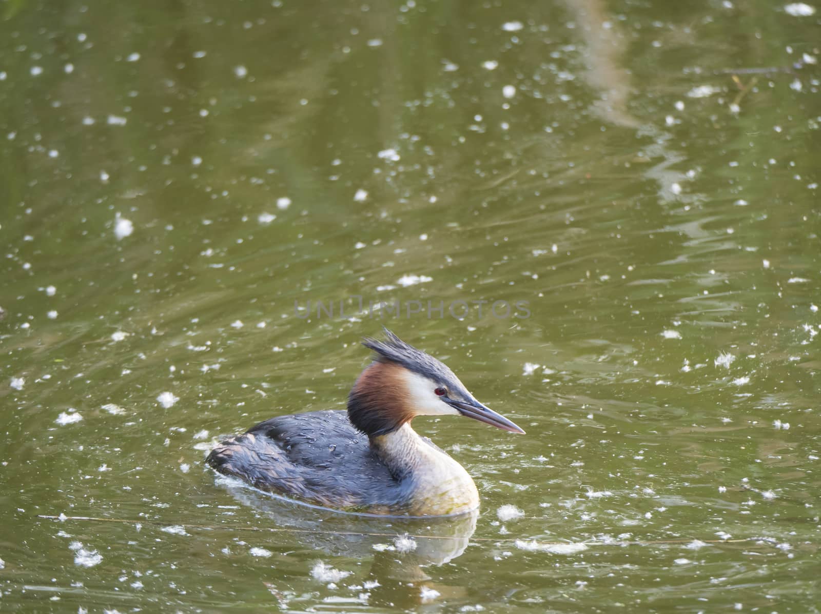 close up great crested grebe, Podiceps cristatus swimming on clear green lake, copy space