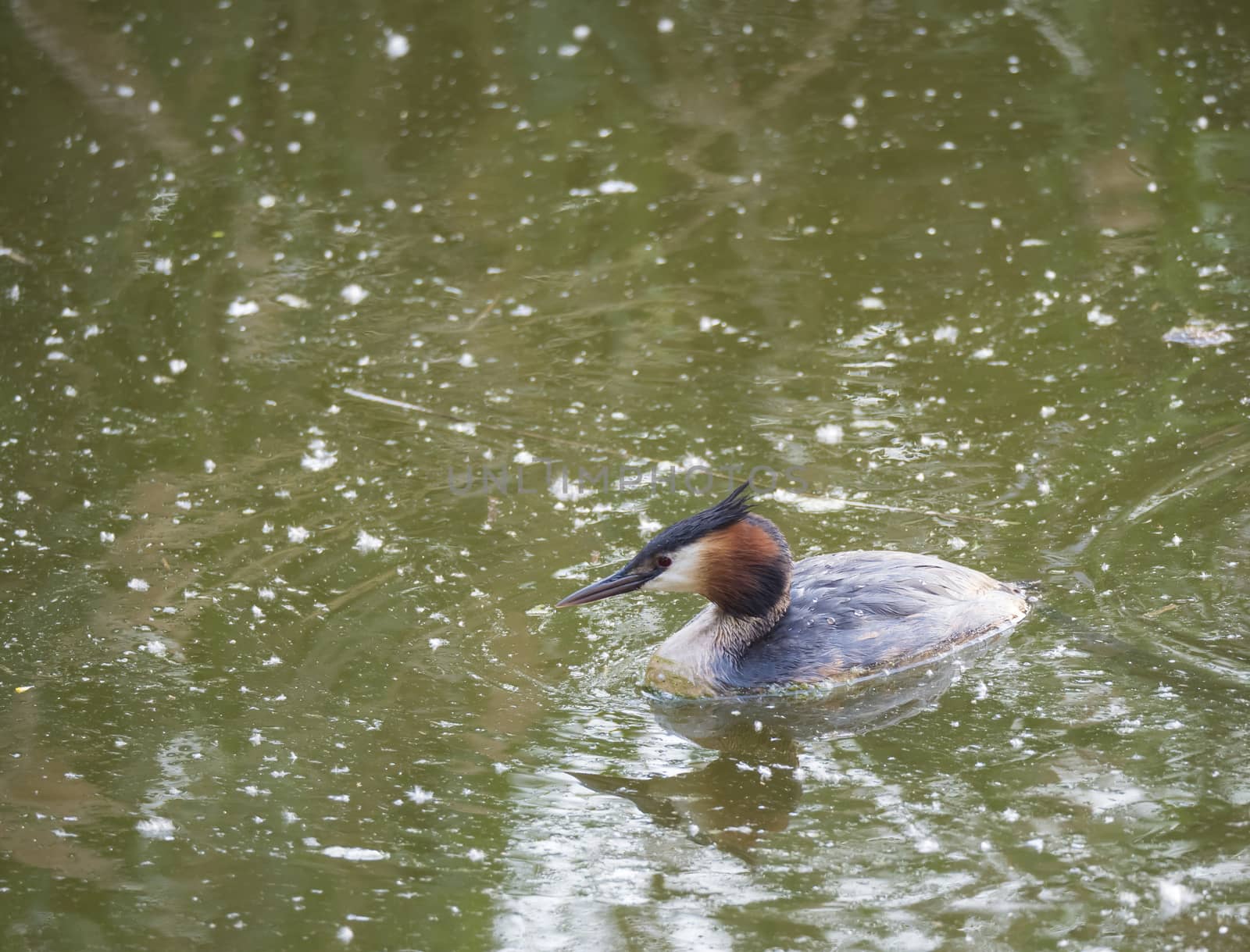 close up great crested grebe, Podiceps cristatus swimming on clear green lake, copy space