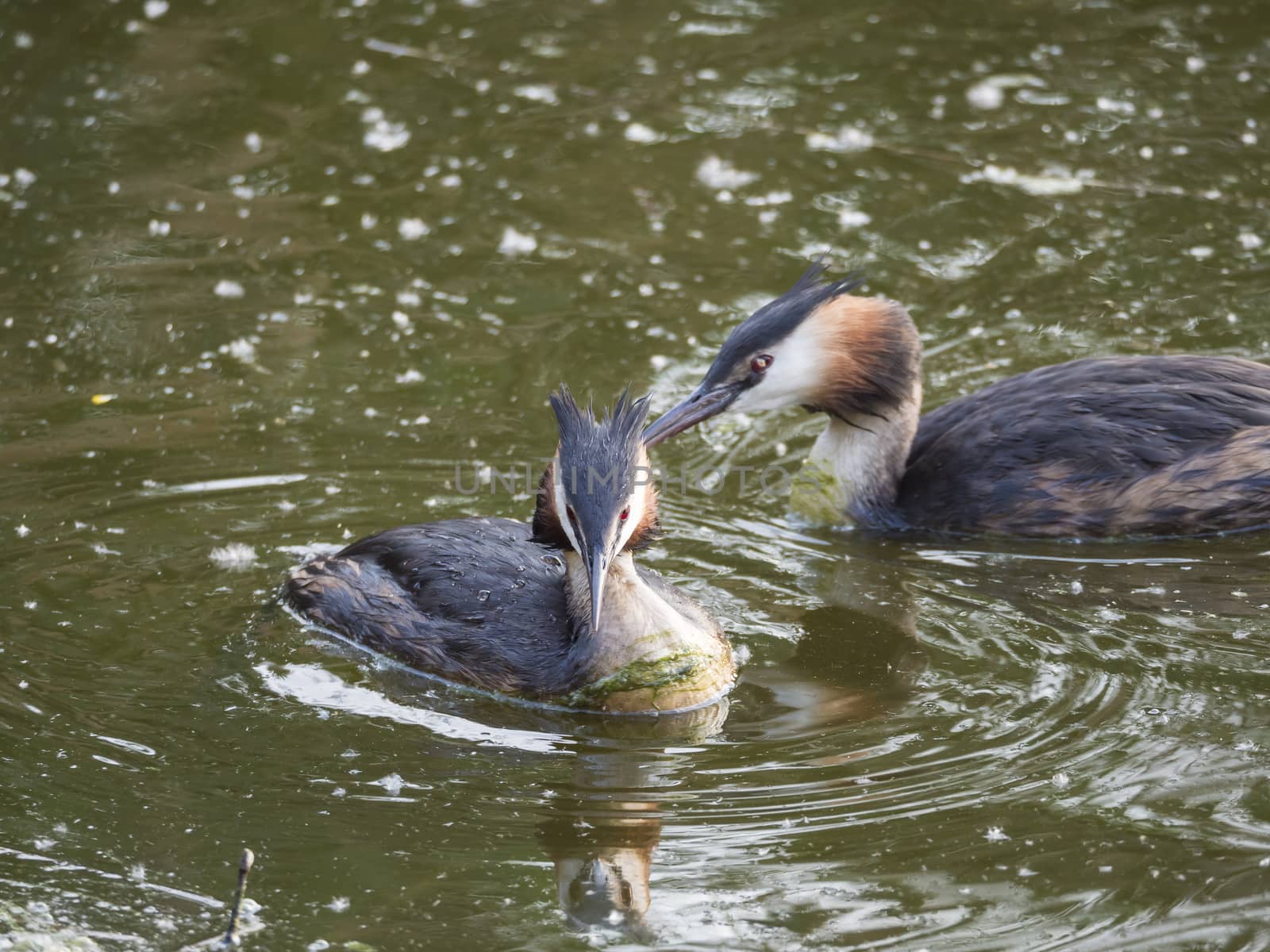 close up couple of great crested grebe Podiceps cristatus swimming on clear green lake, copy space. by Henkeova