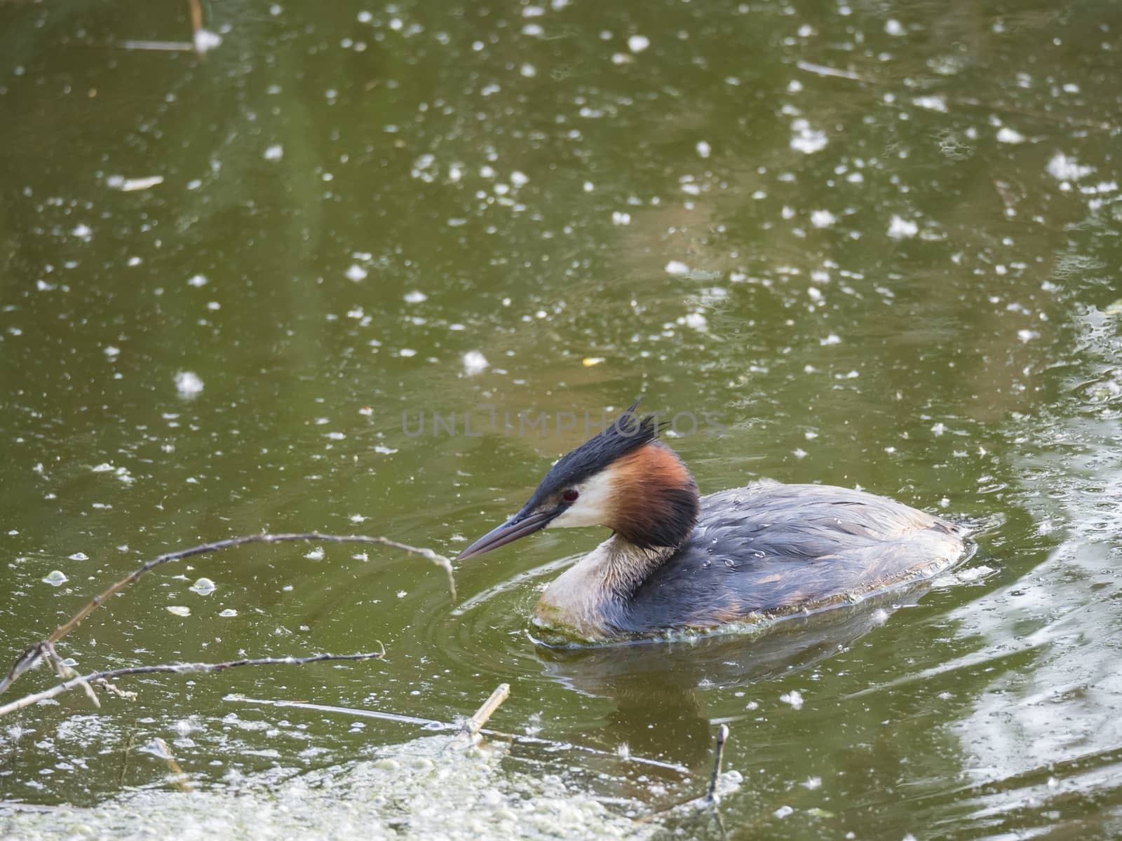 close up great crested grebe, Podiceps cristatus swimming on clear green lake, copy space. by Henkeova