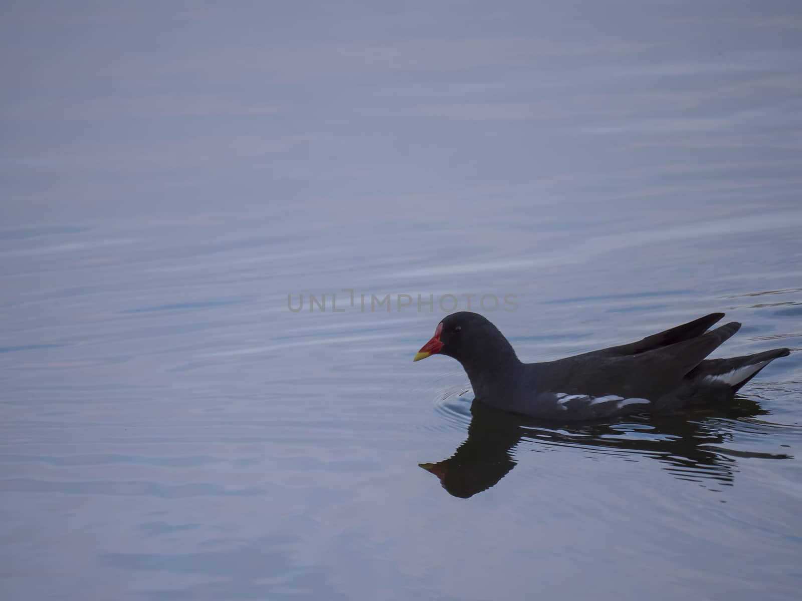 The common moorhen Gallinula chloropus also known as the waterhen, the swamp chicken, and as the common gallinule swimming on blue lake water during sunset twillight.