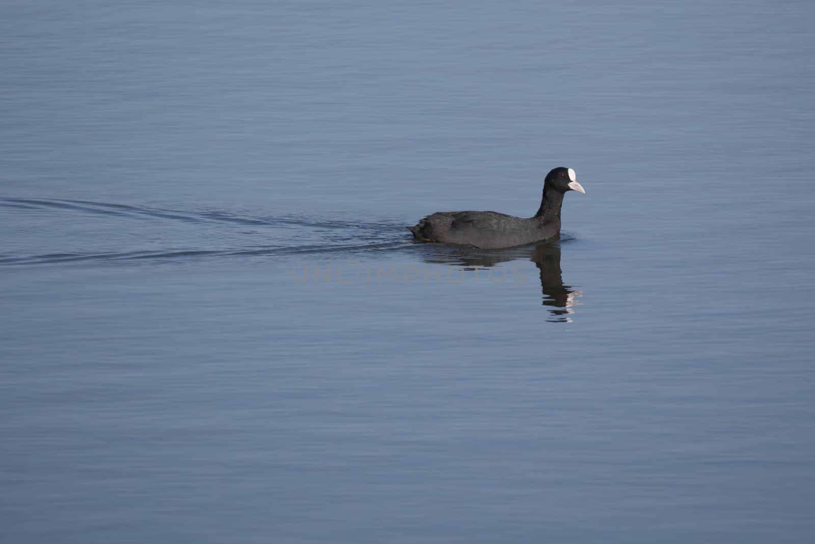 Portrait of Eurasian coot Fulica atra, also known as the common coot with swimming in the water of blue pond or lake. by Henkeova