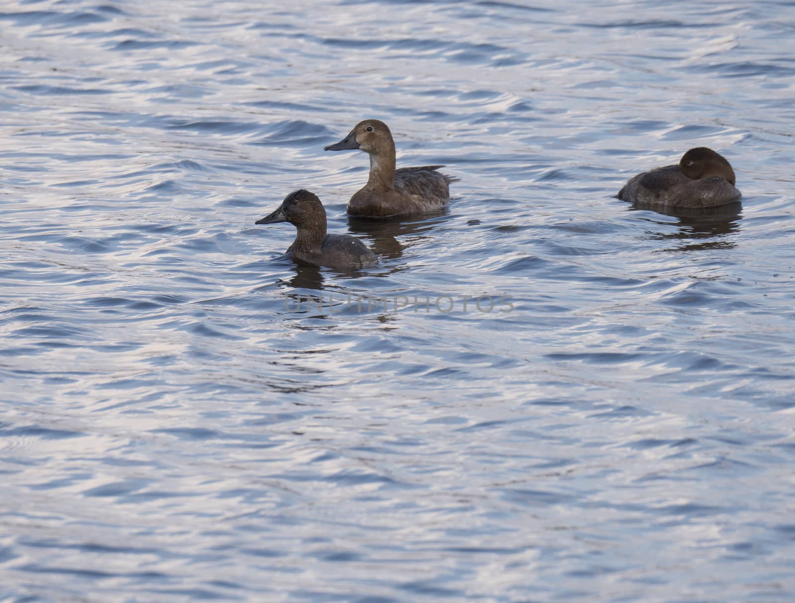 Close up three young mallard duck, wingeon, older ducklings. Anas platyrhynchos. Beauty in nature. Spring time. Birds swimming on blue lake. Copy space. by Henkeova