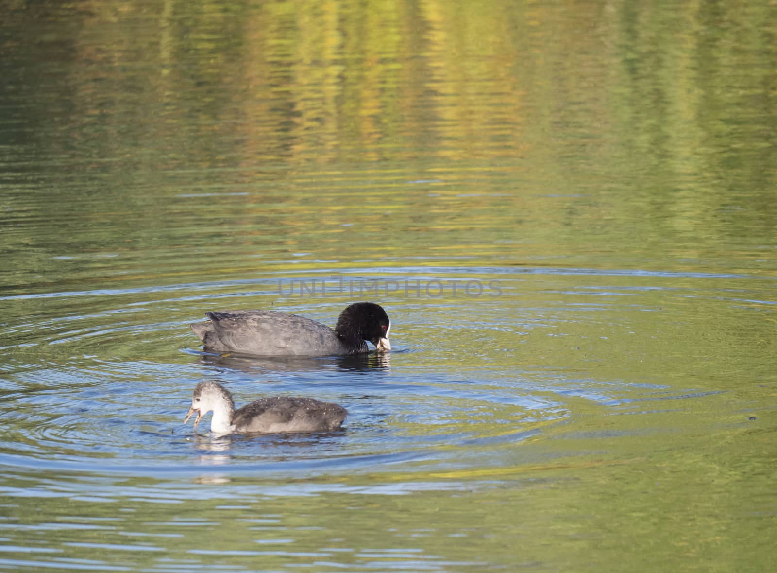 Eurasian coot Fulica atra, also known as the common coot with a young ducling chick swimming in the water of clear lake. Golden hour light, Copy space.