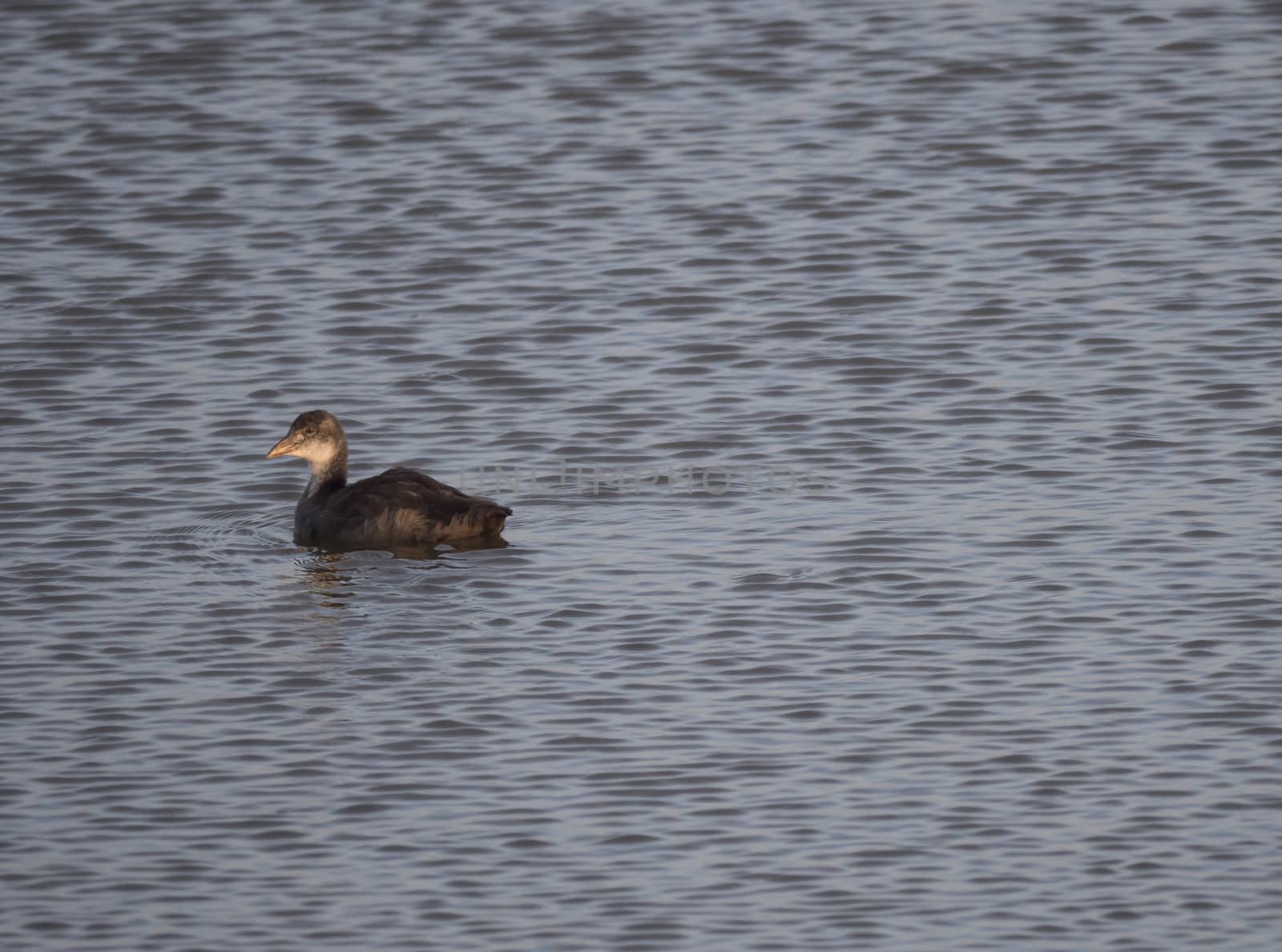 Cute ducling, baby chicken of Eurasian coot Fulica atra, also known as the common coot Swimming on blue lake pond water. Golden hour light, Copy space.