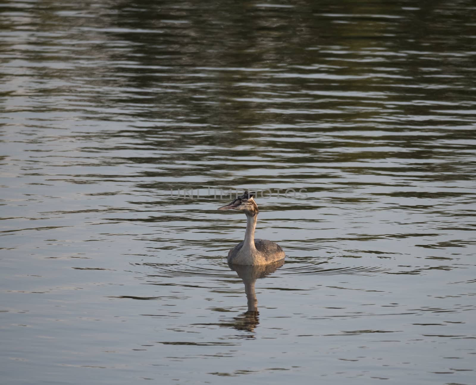 Close up young cute ducling of great crested grebe, Podiceps cristatus swimming on blue lake pond water. Golden hour light, Copy space