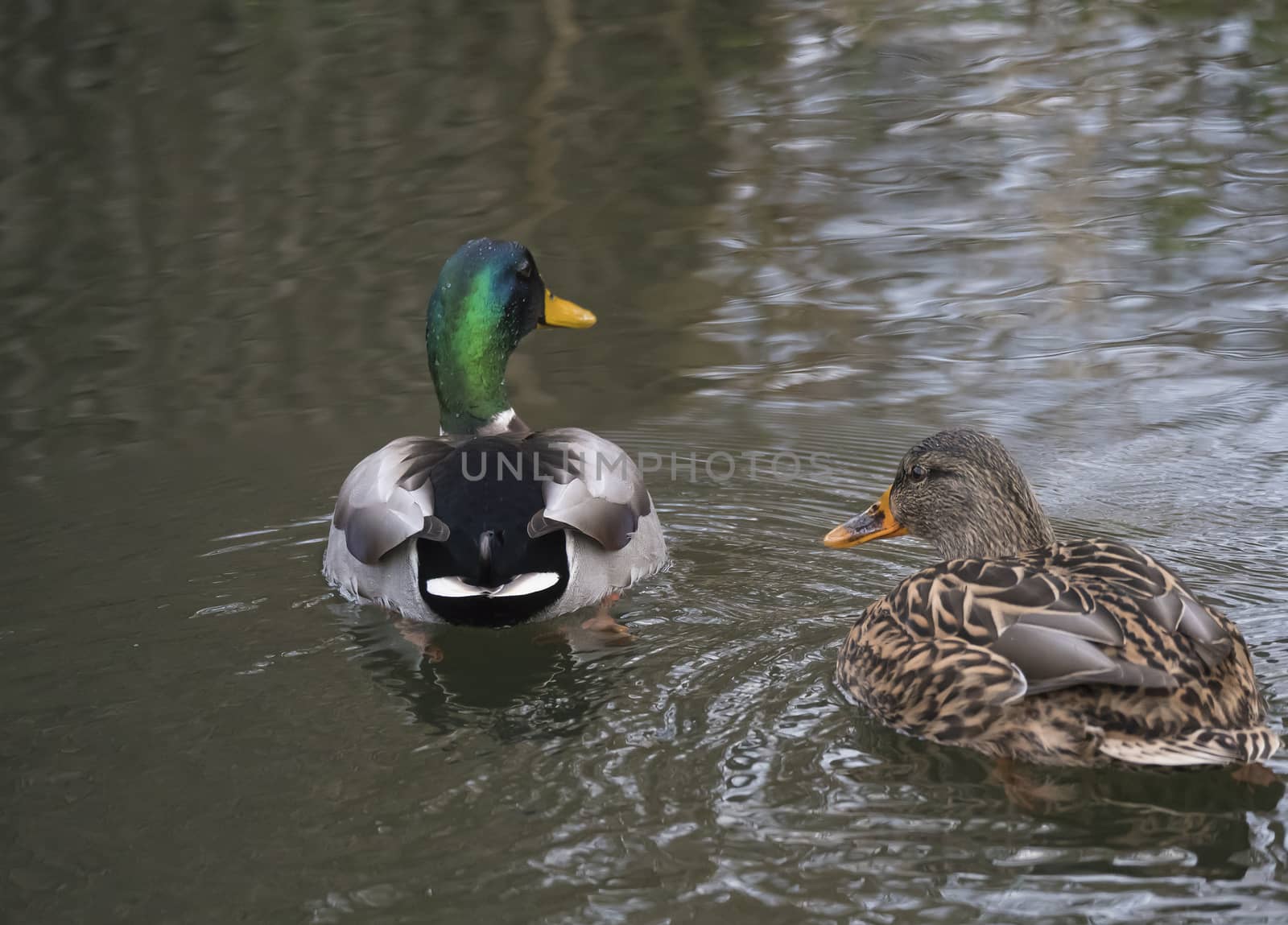 Close up mallard couple, Anas platyrhynchos, male and female duck swimming on water suface with grass, stone and dirt. Selective focus.