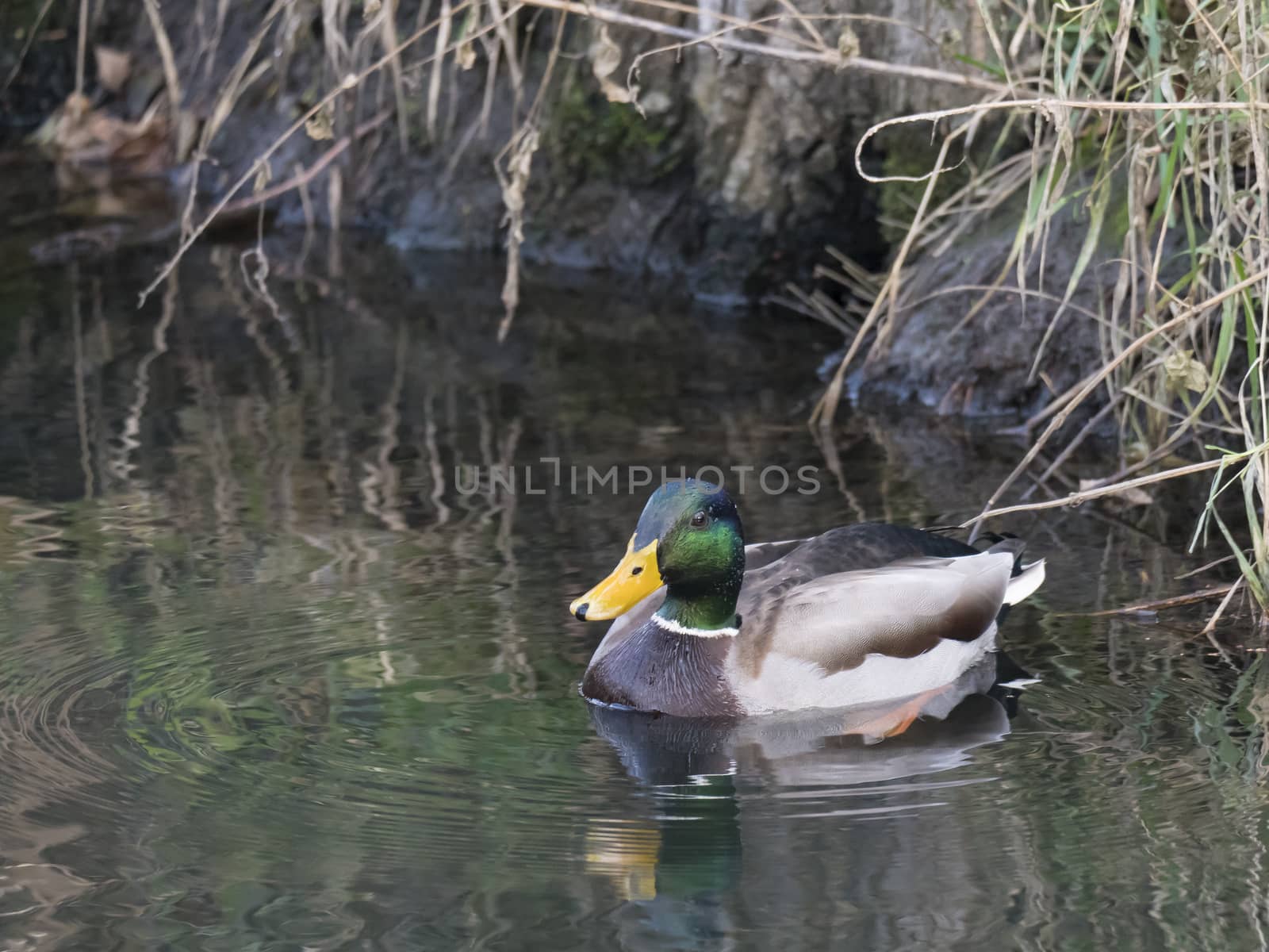 Close up mallard, Anas platyrhynchos, male duck swimming on water suface with grass, stone and dirt. Selective focus.