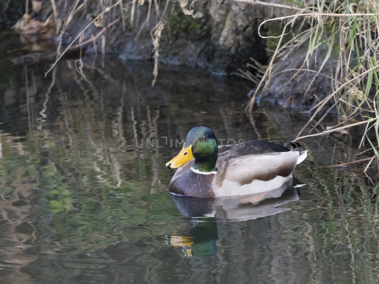 Close up mallard, Anas platyrhynchos, male duck swimming on water suface with grass, stone and dirt. Selective focus by Henkeova