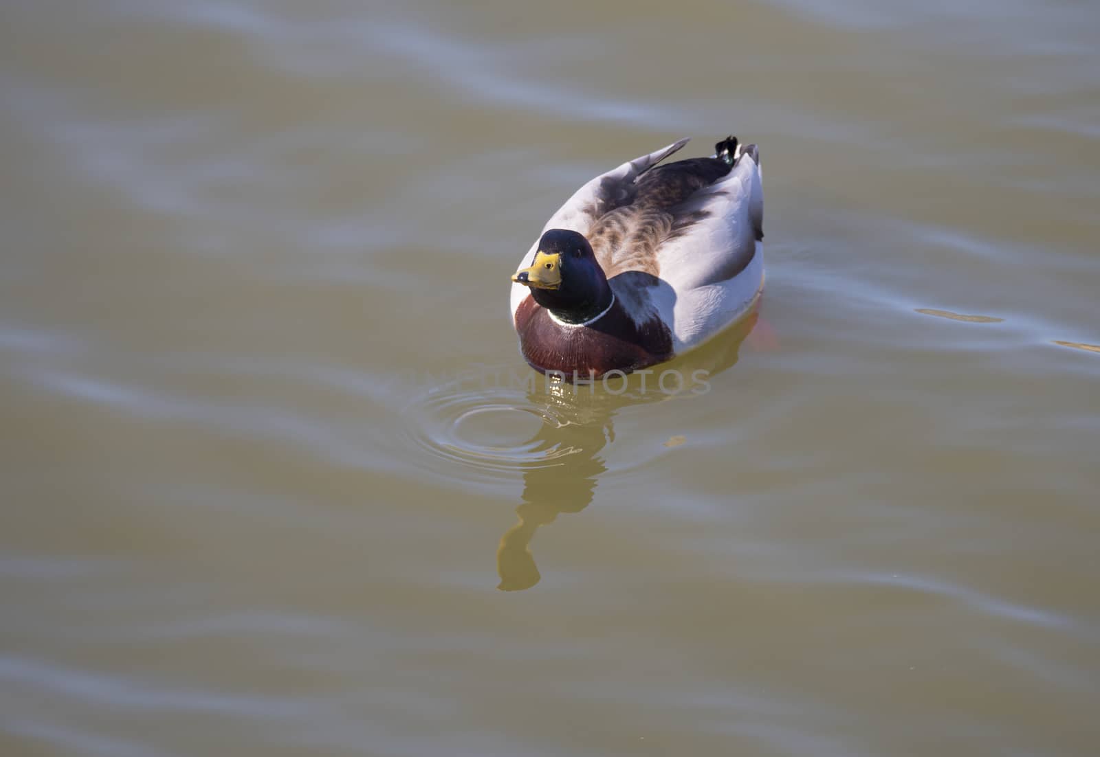 Close up mallard, Anas platyrhynchos, male duck bird swimming on lake water suface in sunlight. Selective focus.