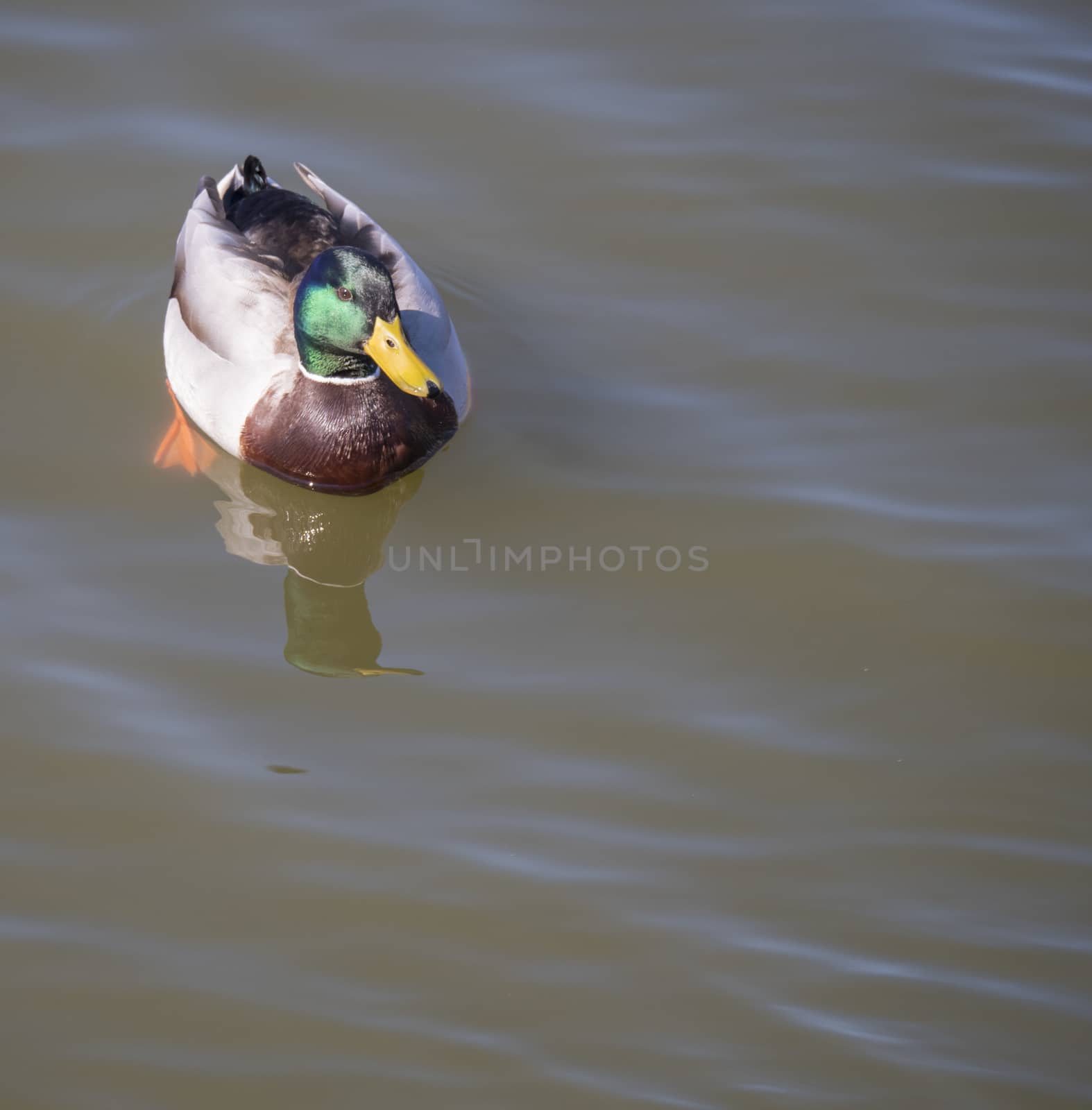 Close up mallard, Anas platyrhynchos, male duck bird swimming on lake water suface in sunlight. Selective focus.