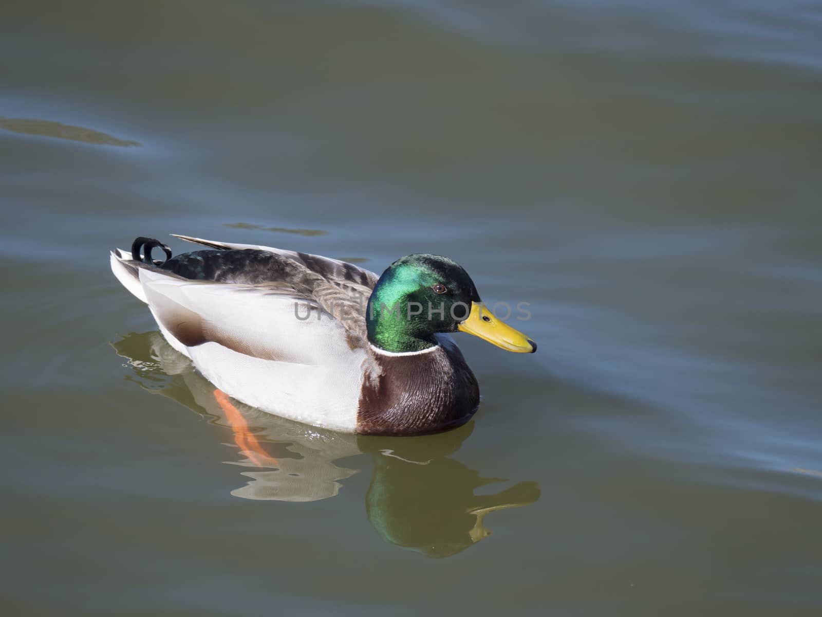 Close up mallard, Anas platyrhynchos, male duck bird swimming on lake water suface in sunlight. Selective focus by Henkeova