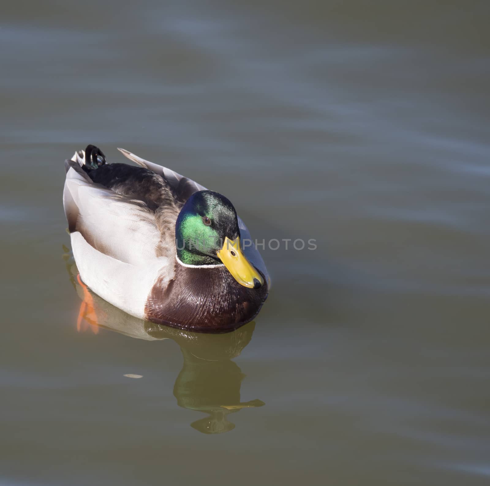 Close up mallard, Anas platyrhynchos, male duck bird swimming on lake water suface in sunlight. Selective focus by Henkeova