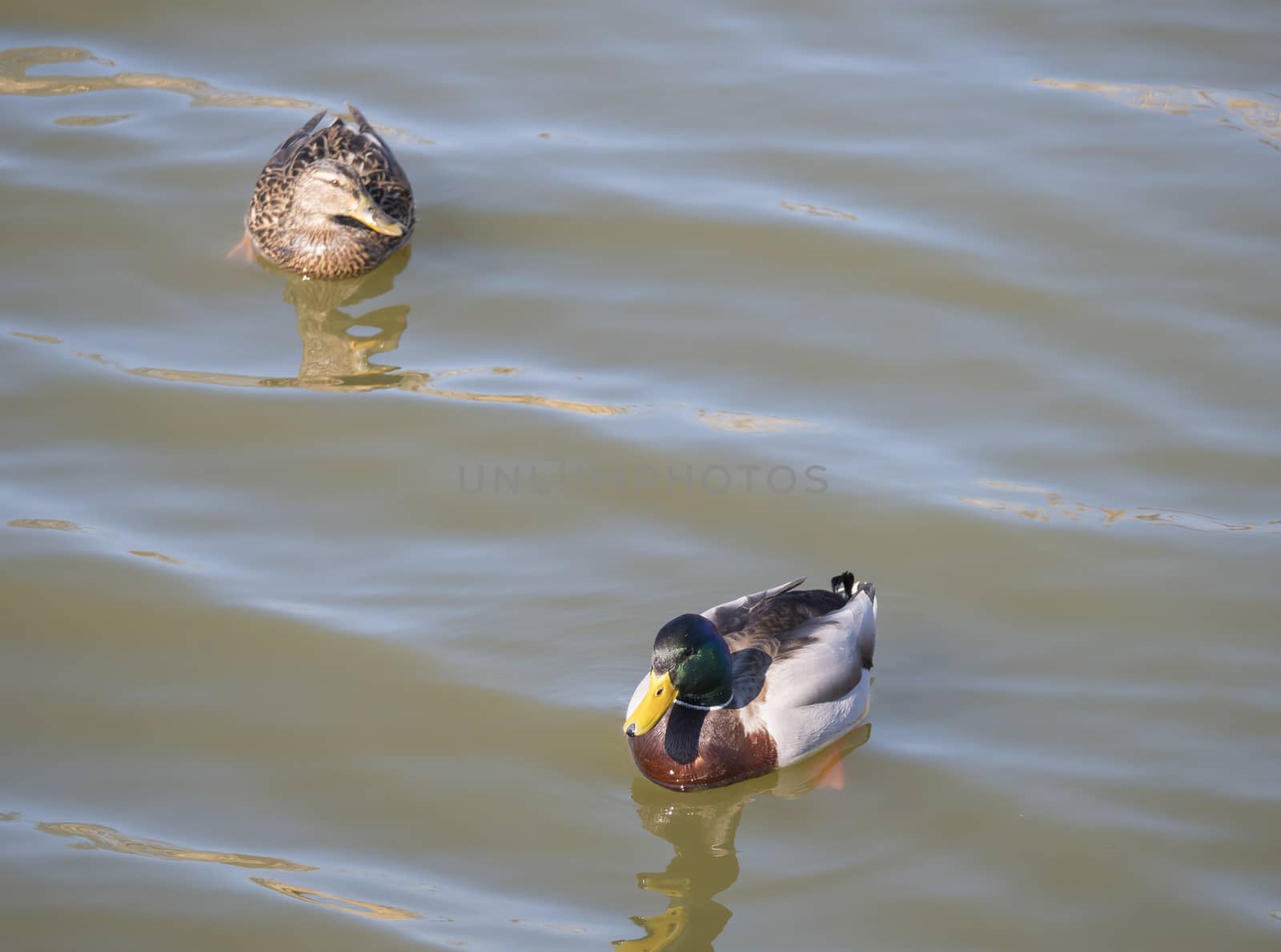 Close up mallard couple, Anas platyrhynchos, male and female duck bird swimming on lake water suface in sunlight. Selective focus.