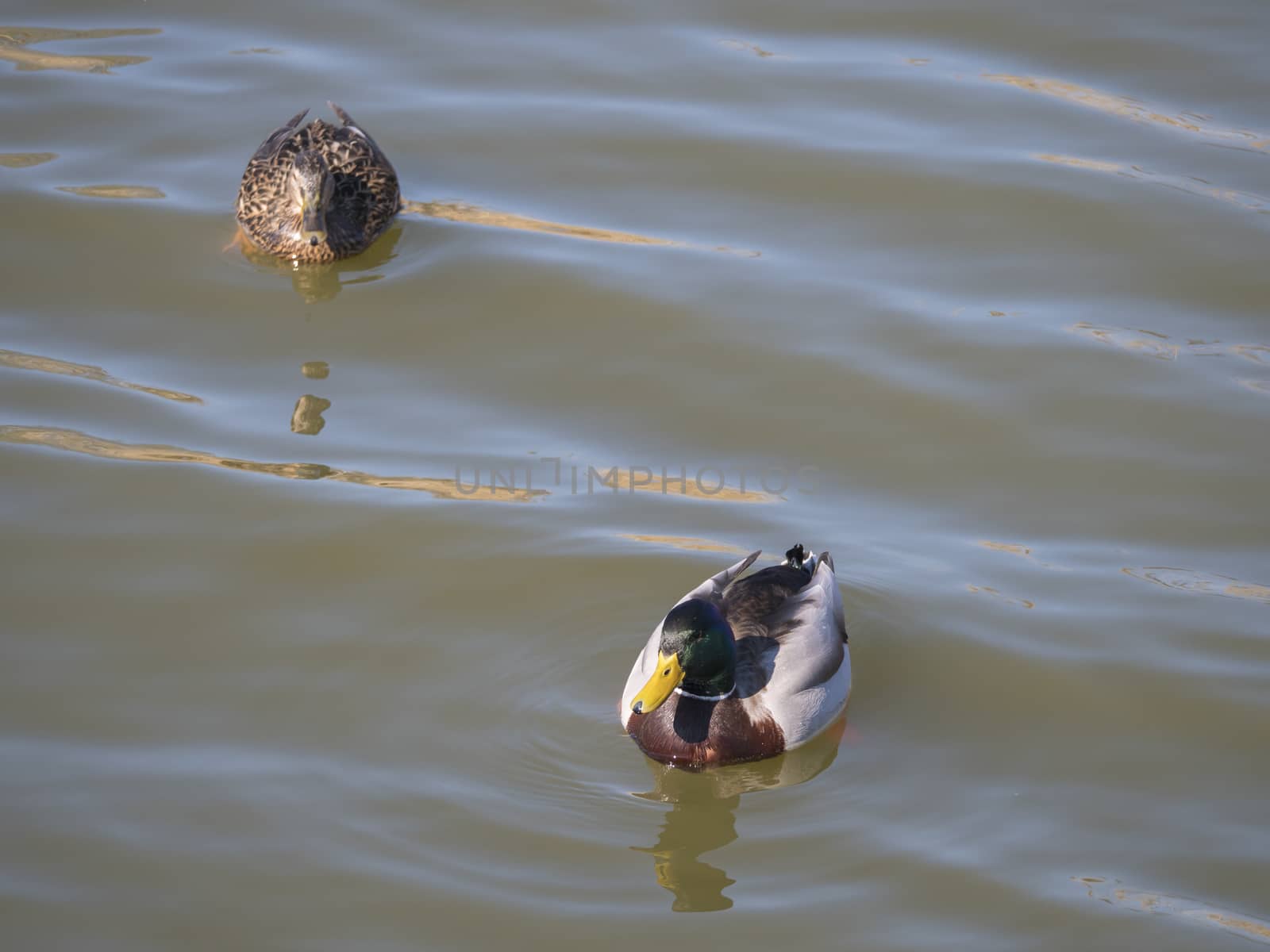 Close up mallard couple, Anas platyrhynchos, male and female duck bird swimming on lake water suface in sunlight. Selective focus.