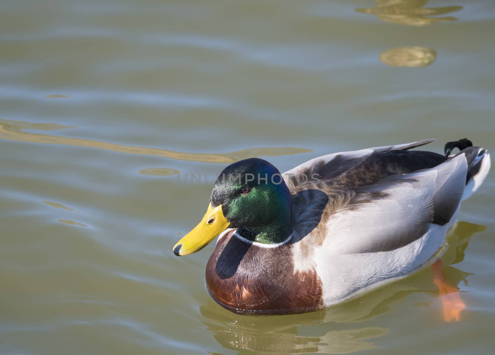 Close up mallard, Anas platyrhynchos, male duck bird swimming on lake water suface in sunlight. Selective focus.