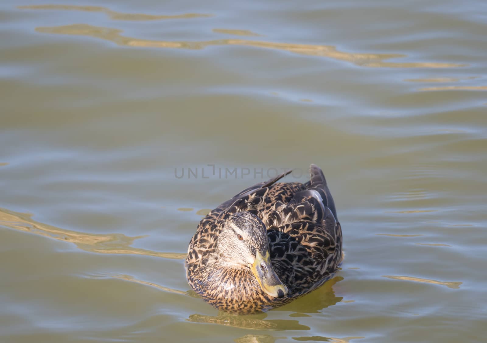 Close up mallard, Anas platyrhynchos, female duck bird swimming on lake water suface in sunlight. Selective focus.