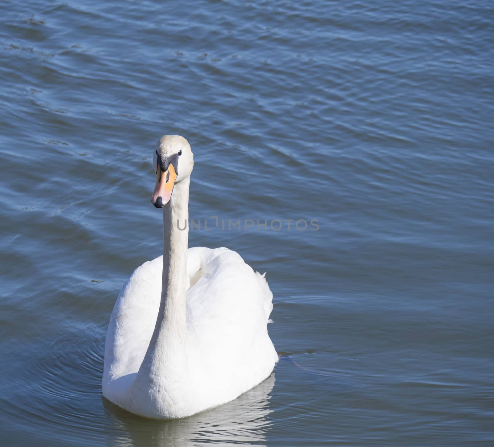 Close up white mute swan, Cygnus olor, swimming on lake blue water suface in sunlight. Selective focus by Henkeova