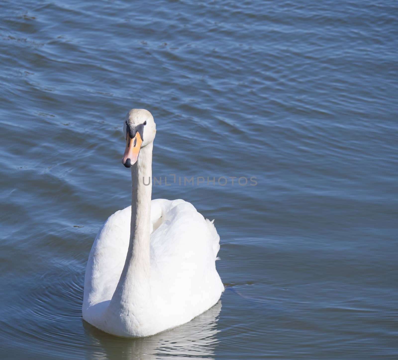 Close up white mute swan, Cygnus olor, swimming on lake blue water suface in sunlight. Selective focus.