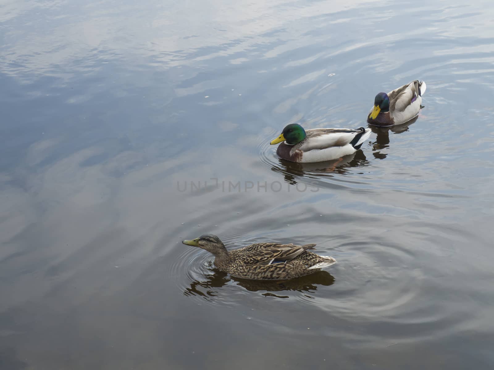 close up swiming widgeon chasing by two duck on water suface by Henkeova