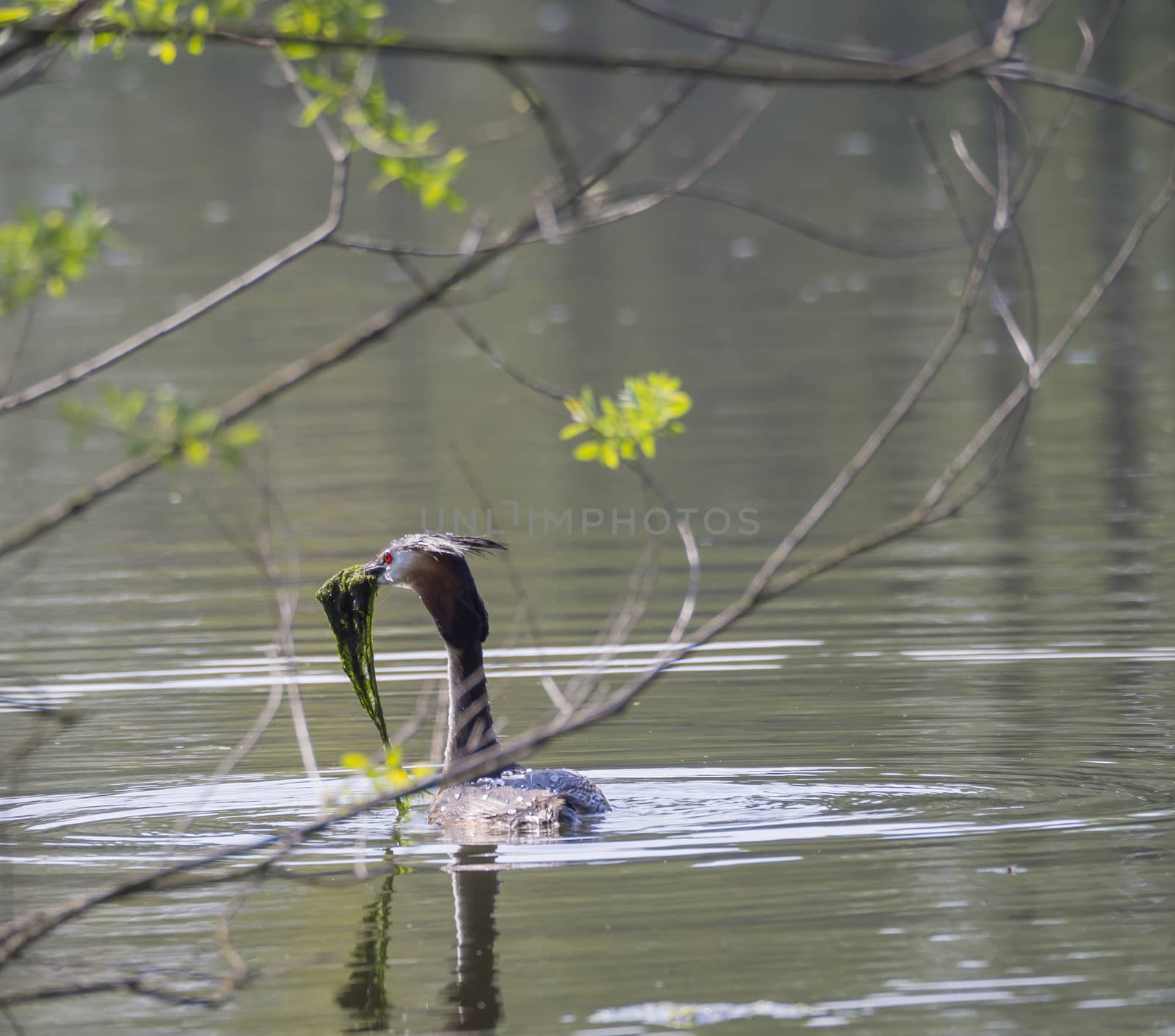 great crested grebe (Podiceps cristatus) swimming on the lake with green seaweed, selective focus